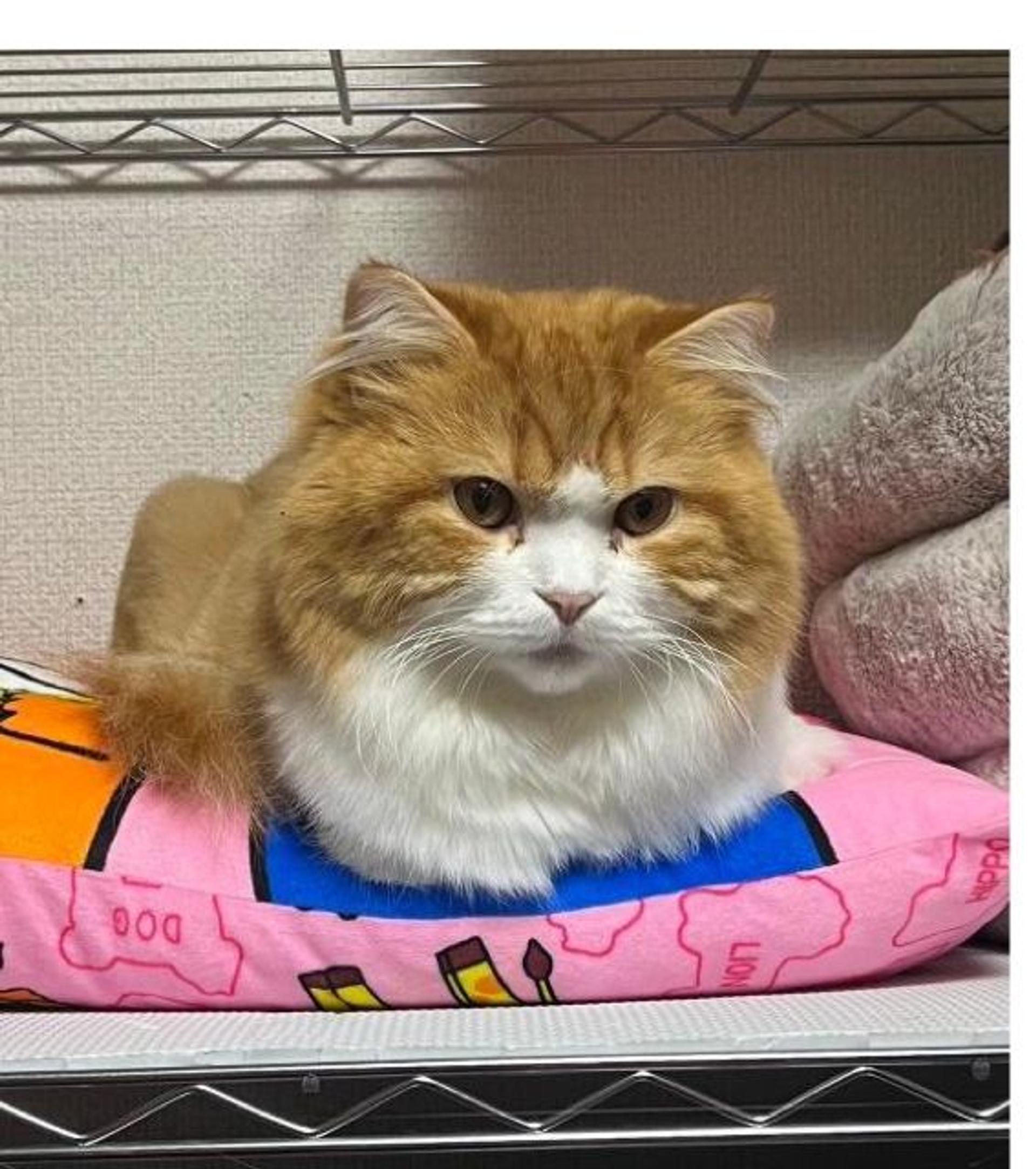 pet-image-3