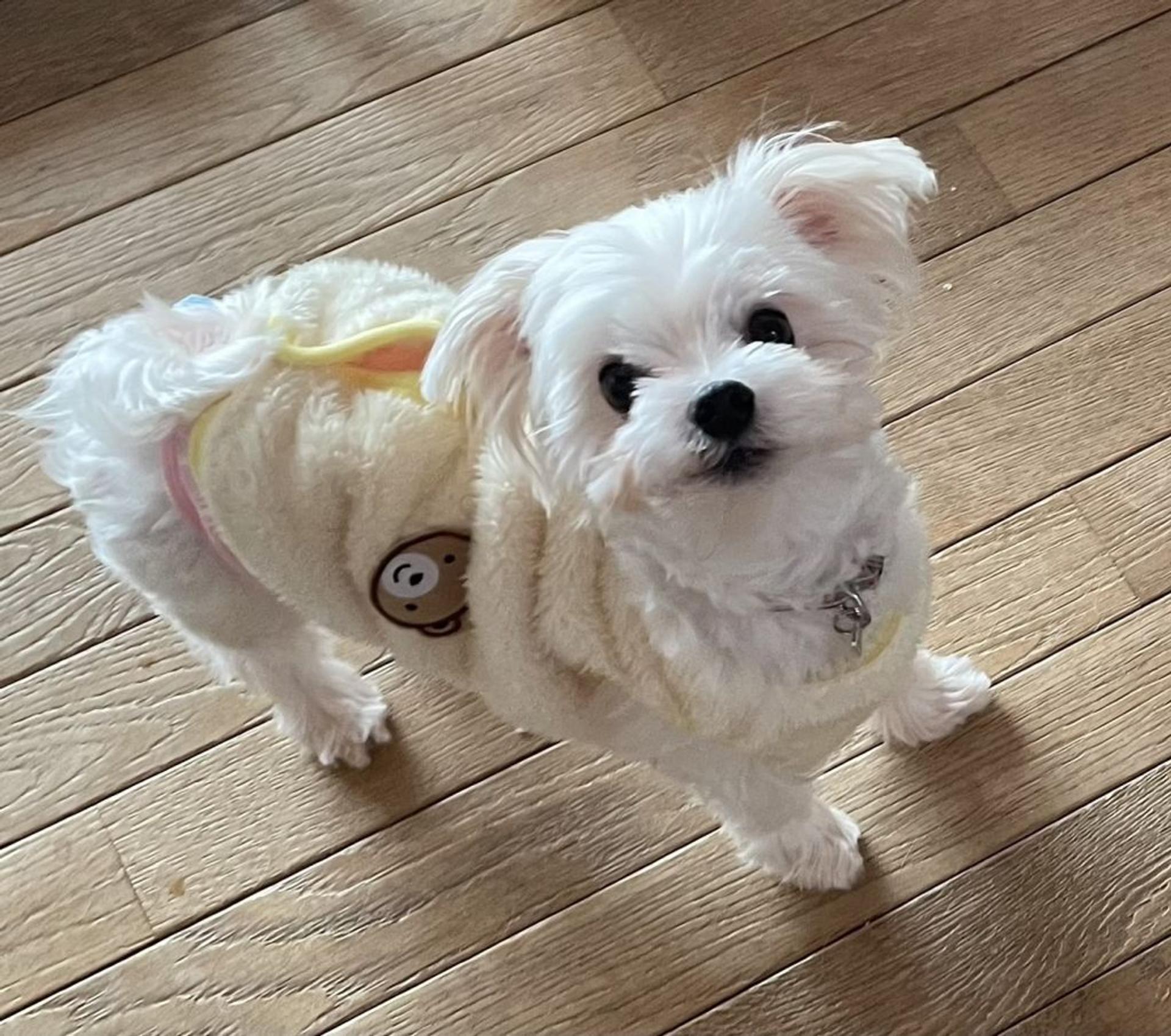 pet-image-2