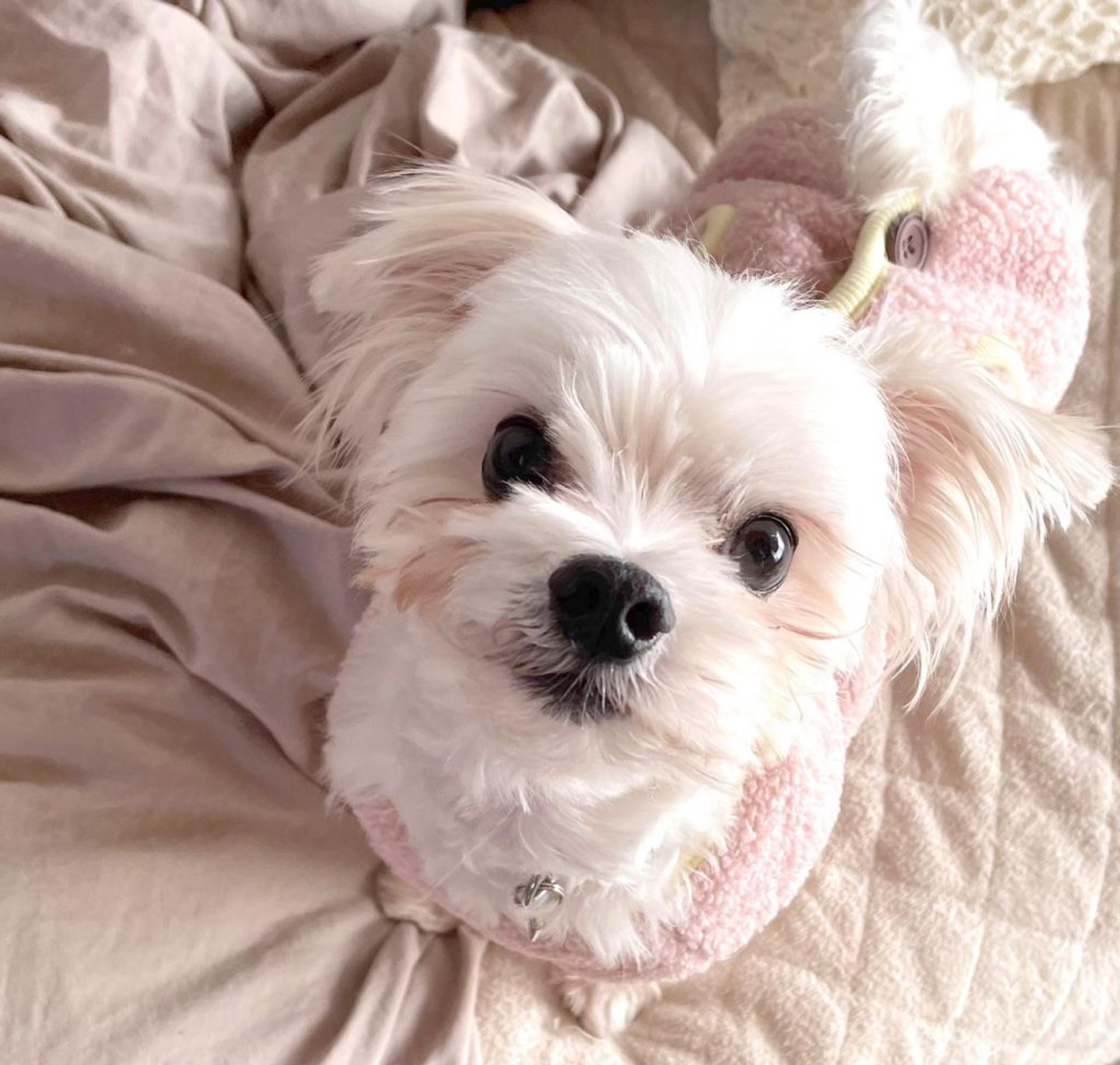 pet-image-5
