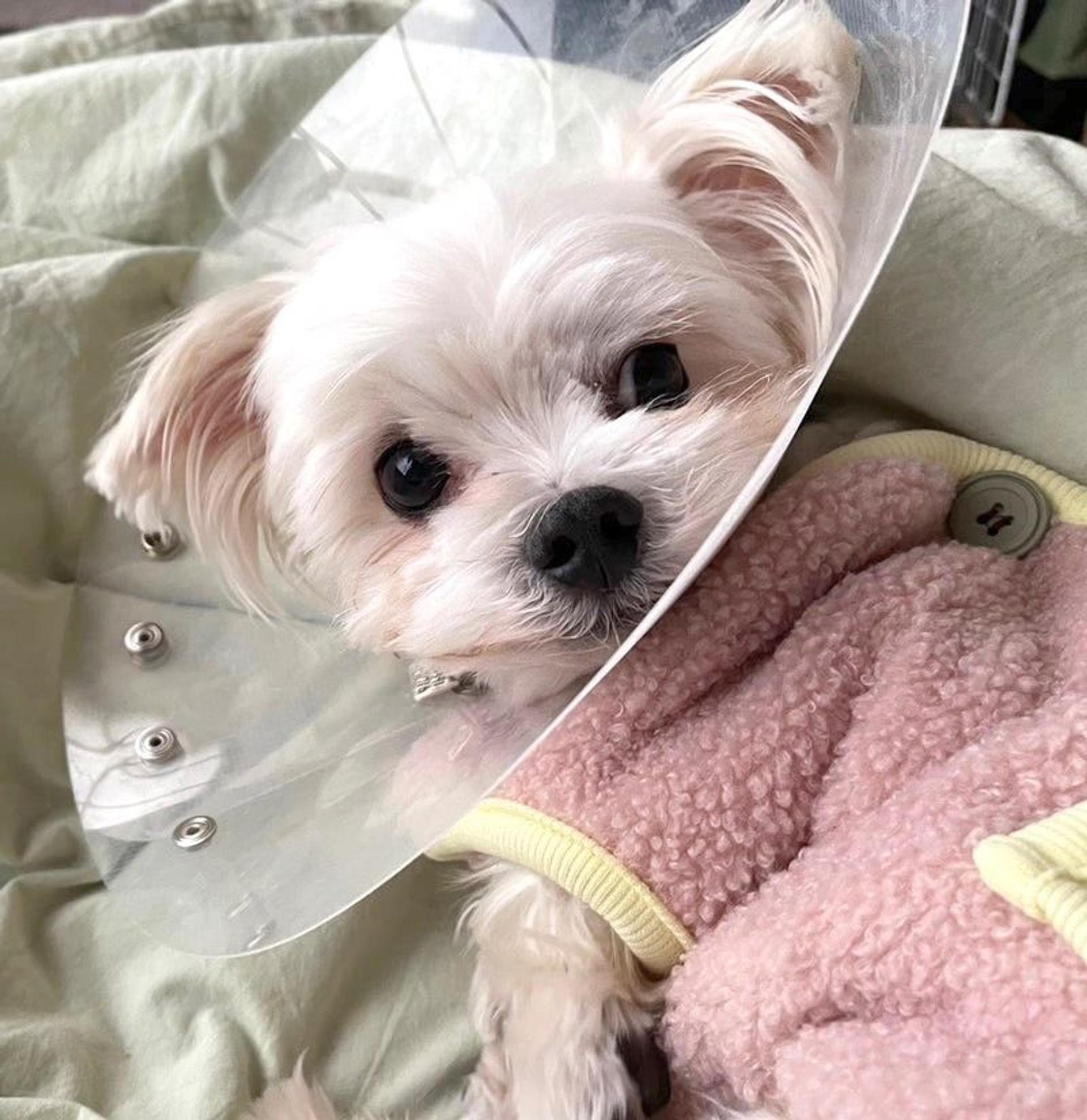 pet-image-6