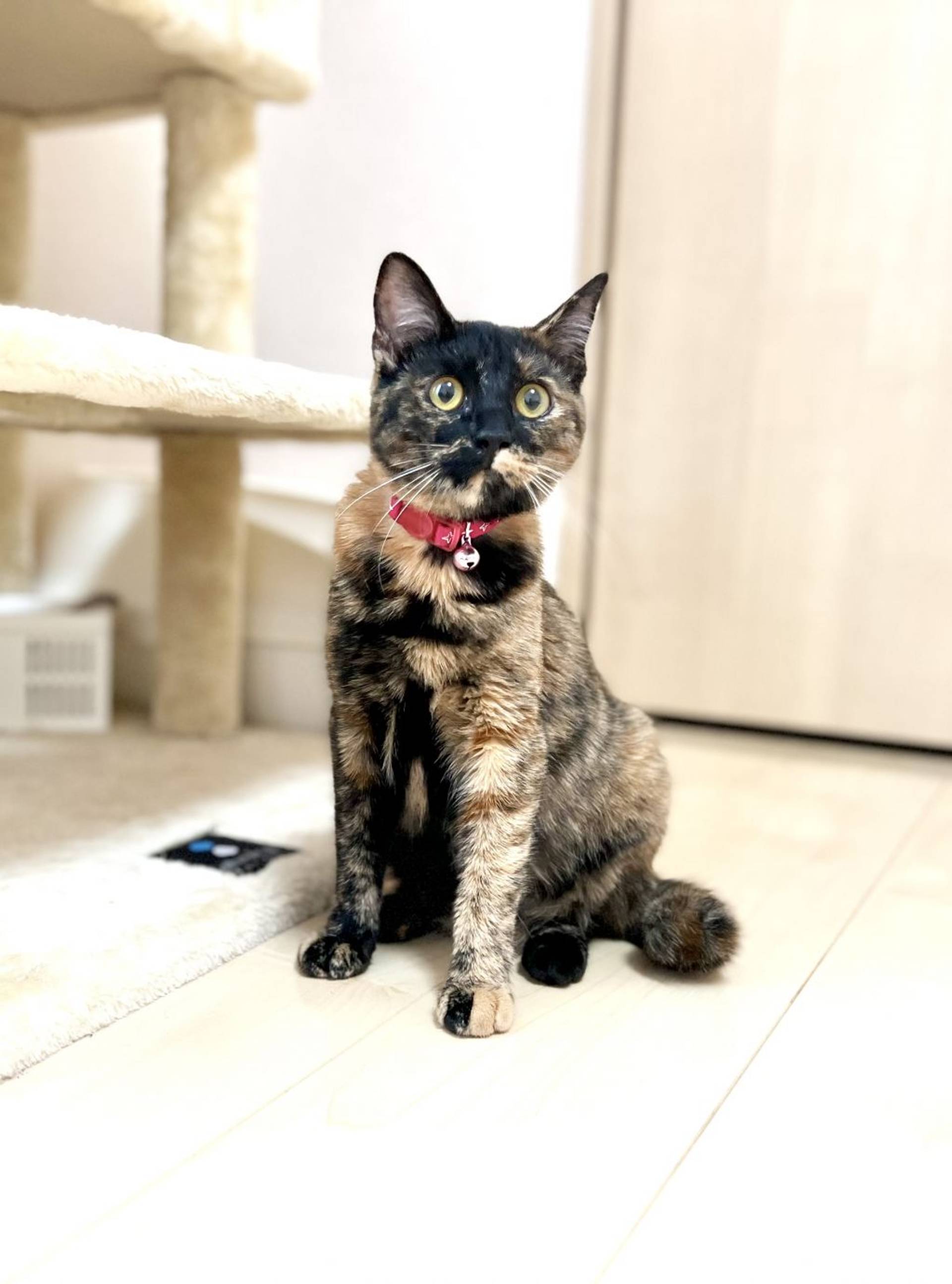 雑種（ミックス猫）・メスの里親募集の写真