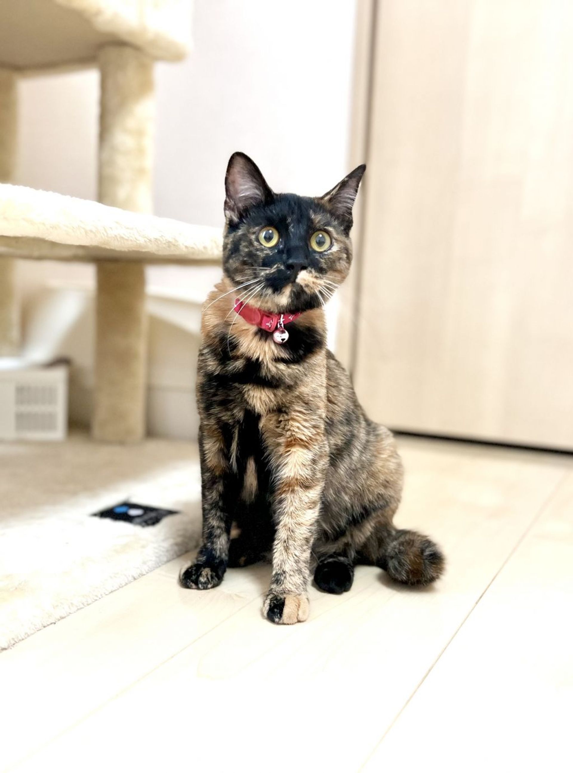 雑種（ミックス猫）・メスの里親募集の写真