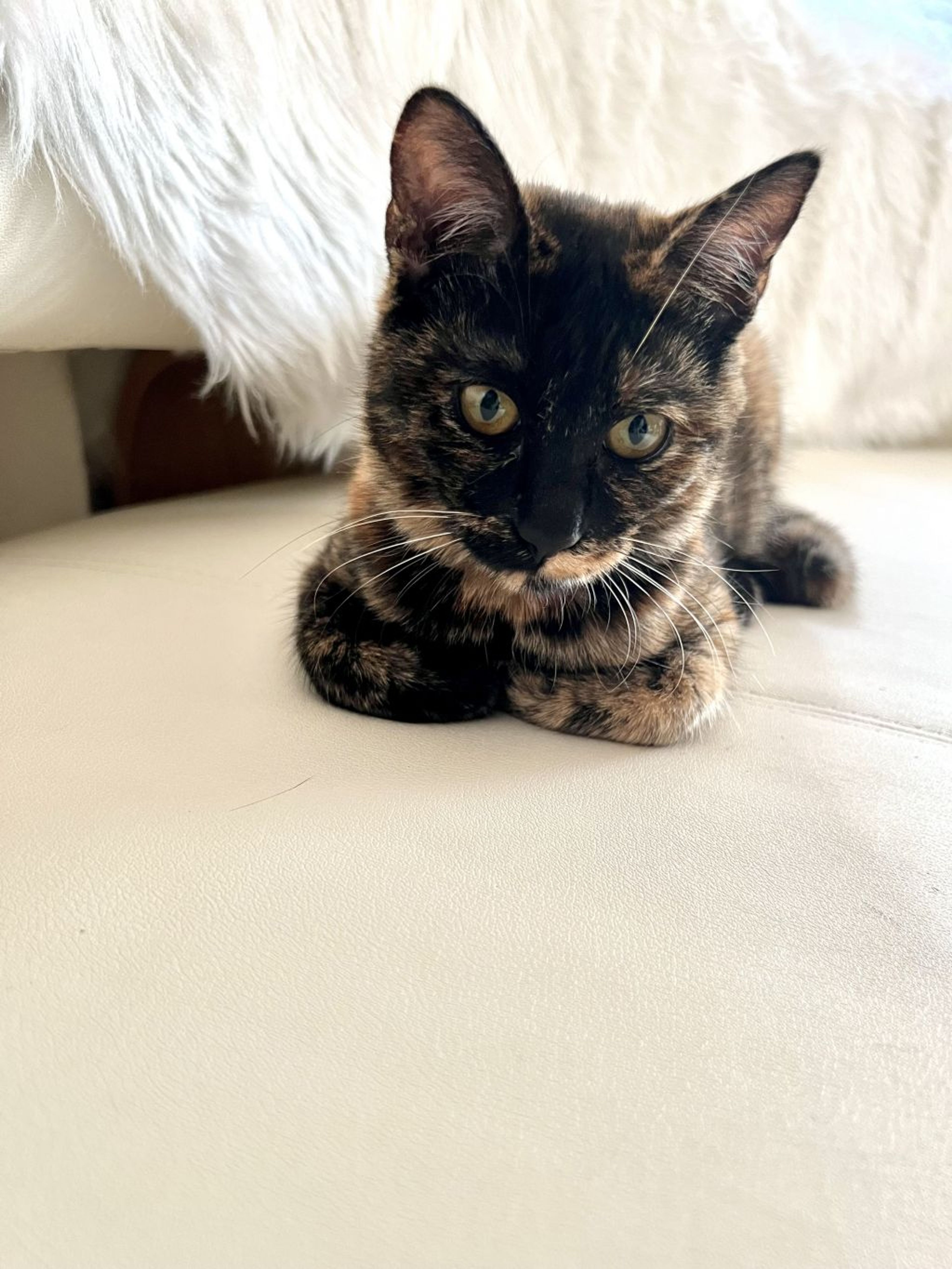 pet-image-4
