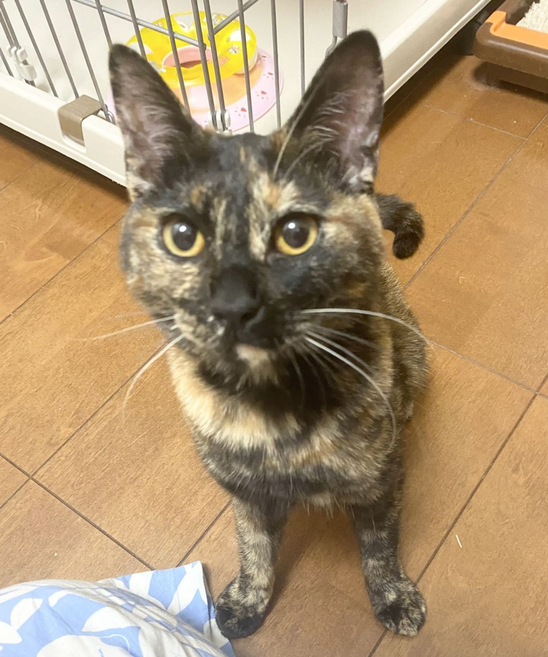 雑種（ミックス猫）・メスの里親募集の写真