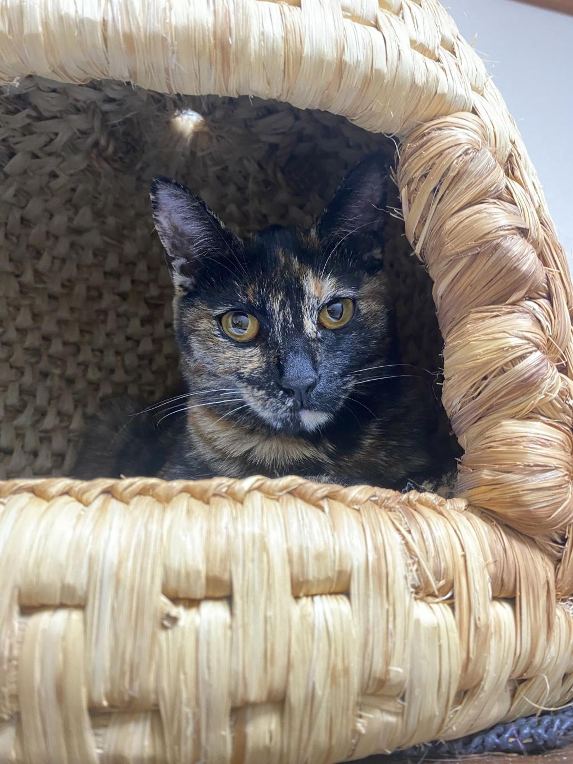 pet-image-2