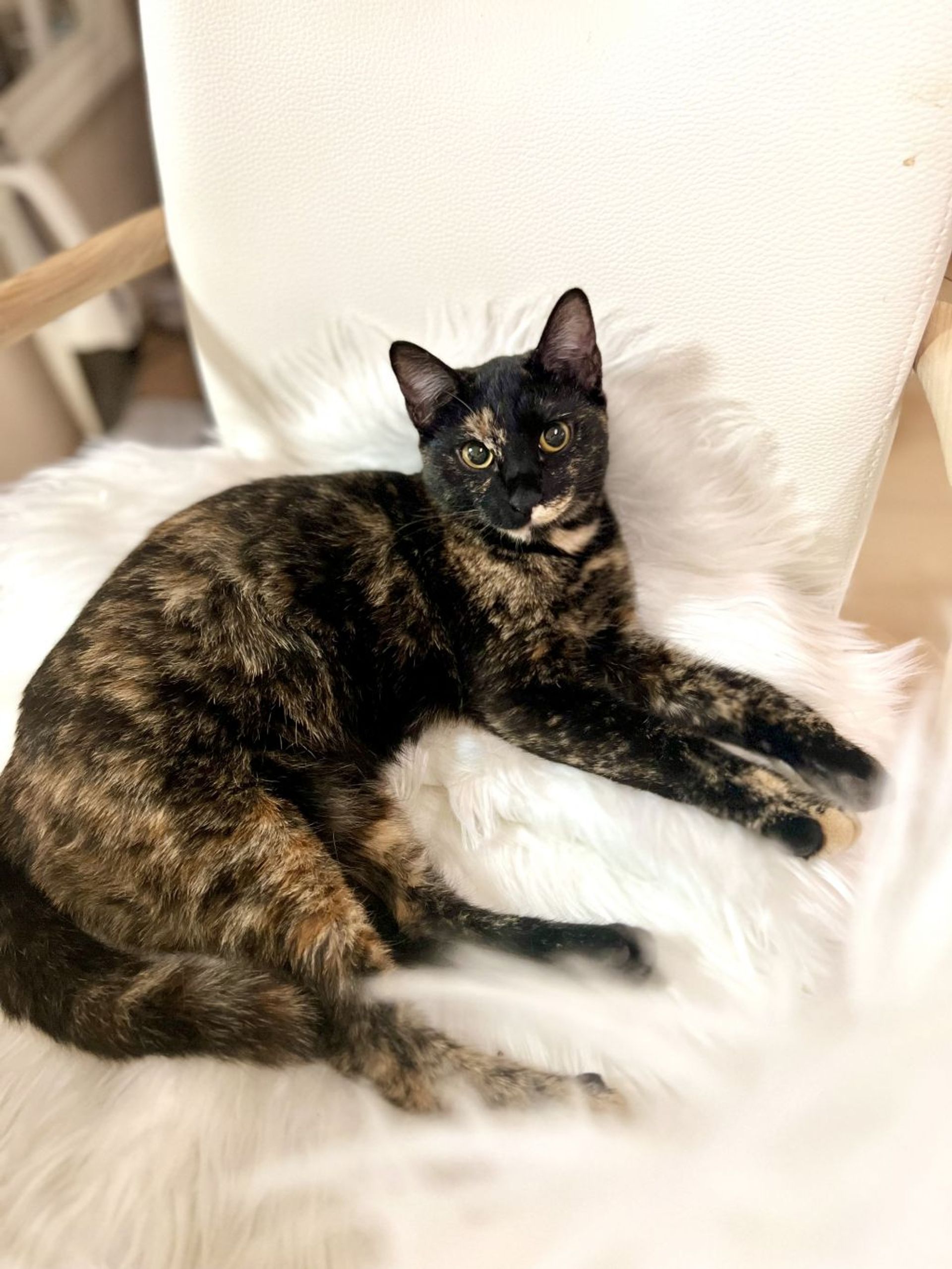 雑種（ミックス猫）・メスの里親募集の写真