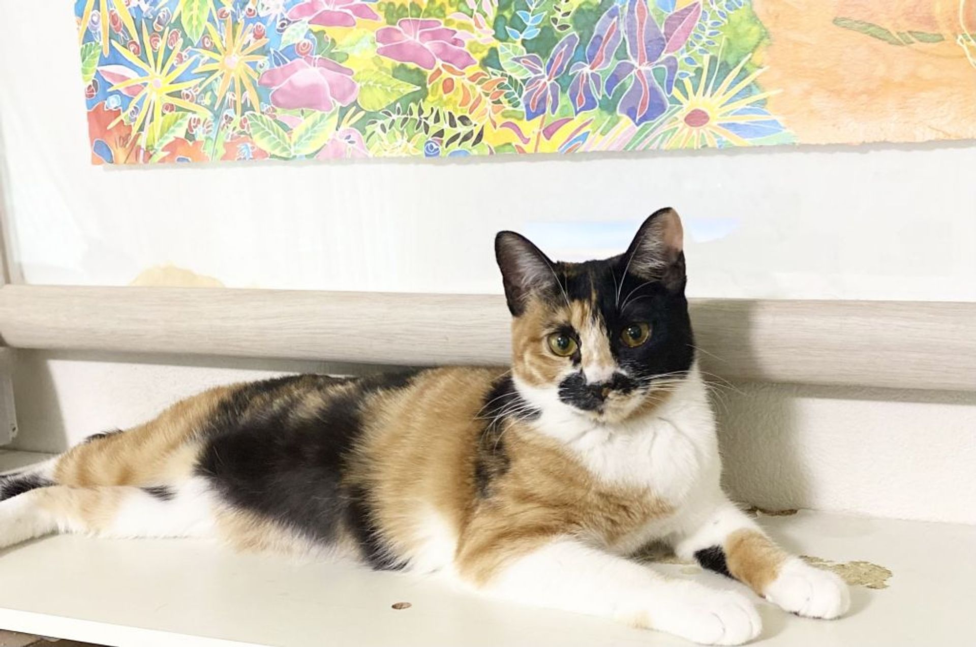 雑種（ミックス猫）・メスの里親募集の写真