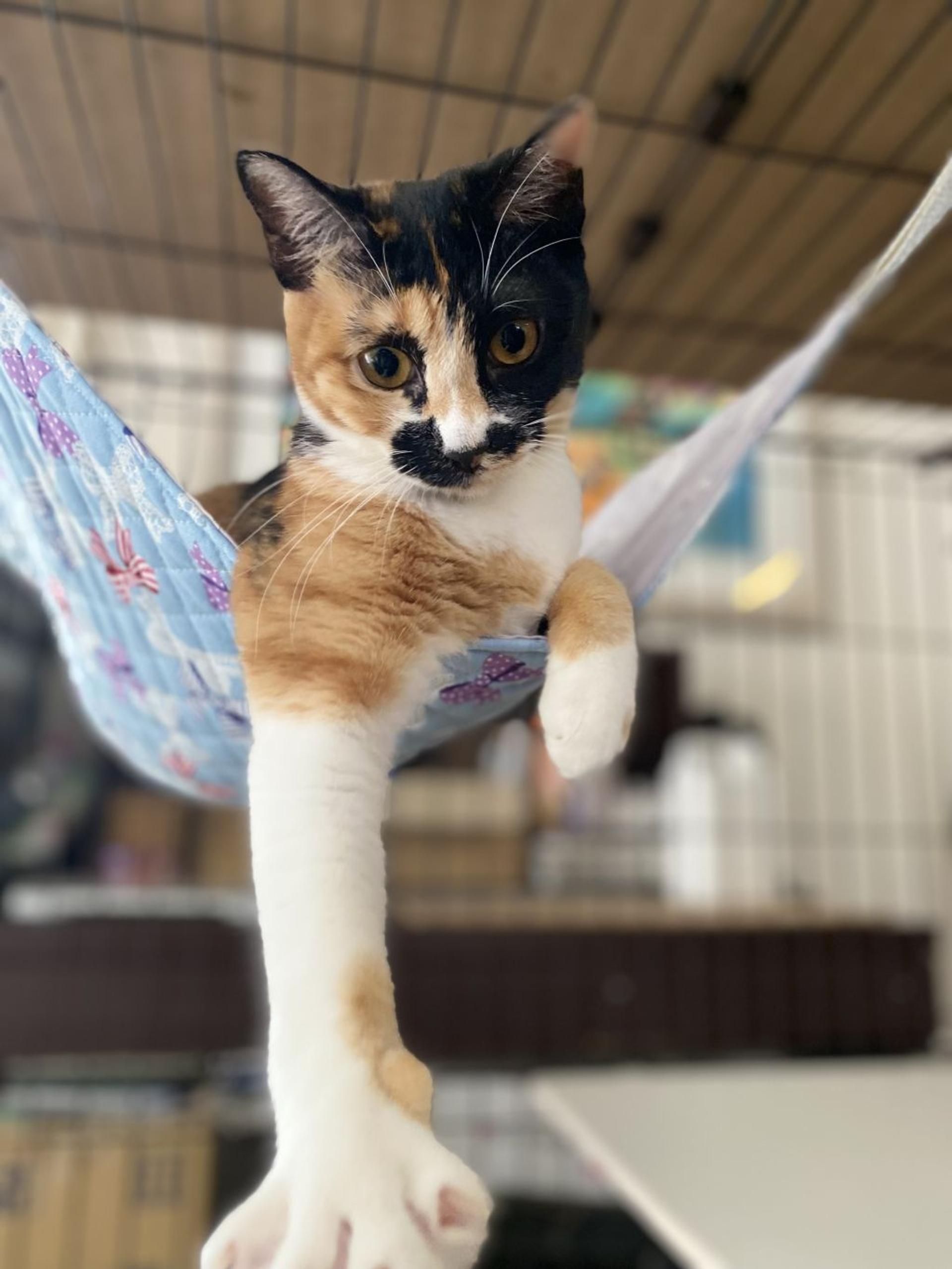 pet-image-3