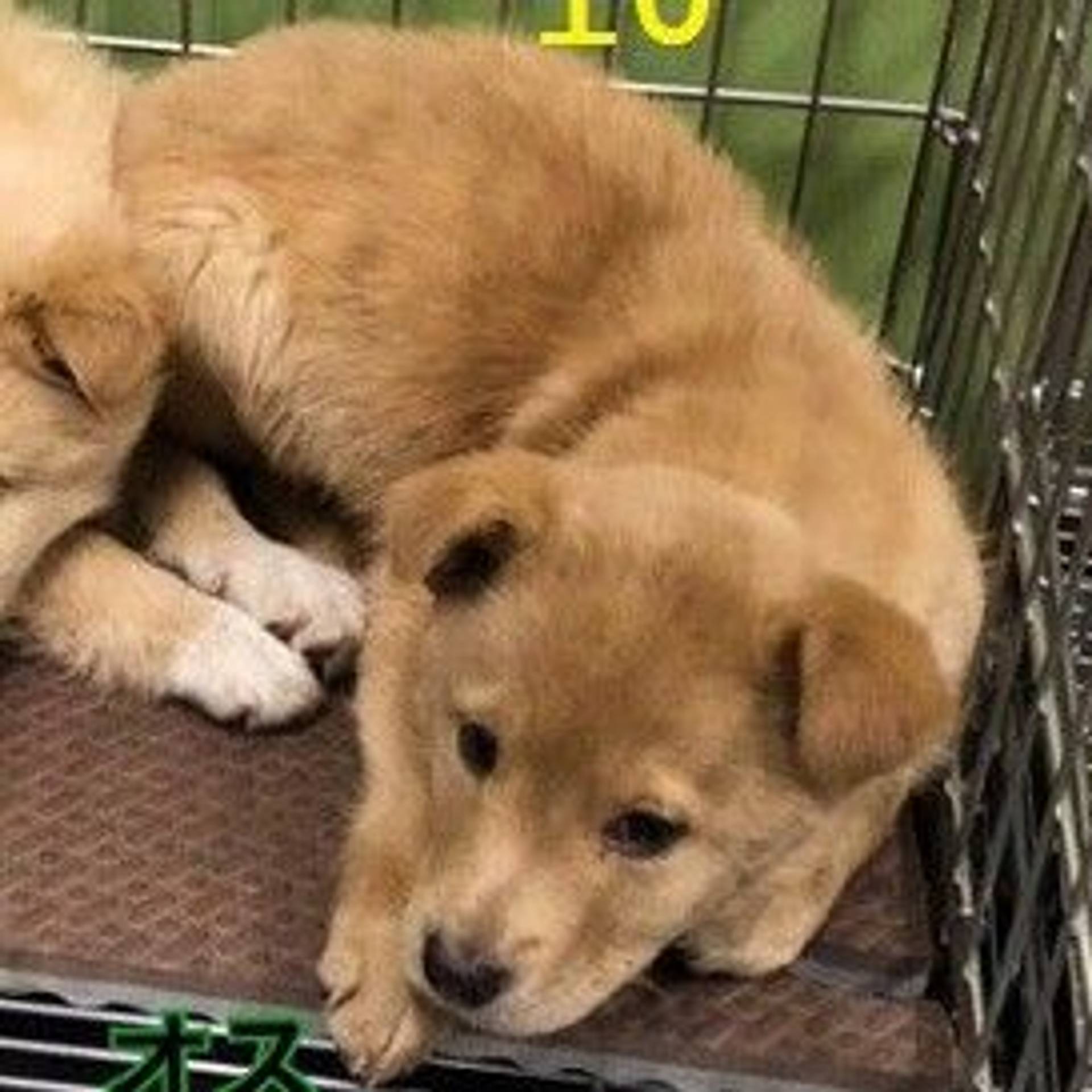 雑種（ミックス犬）・オスの里親募集の写真