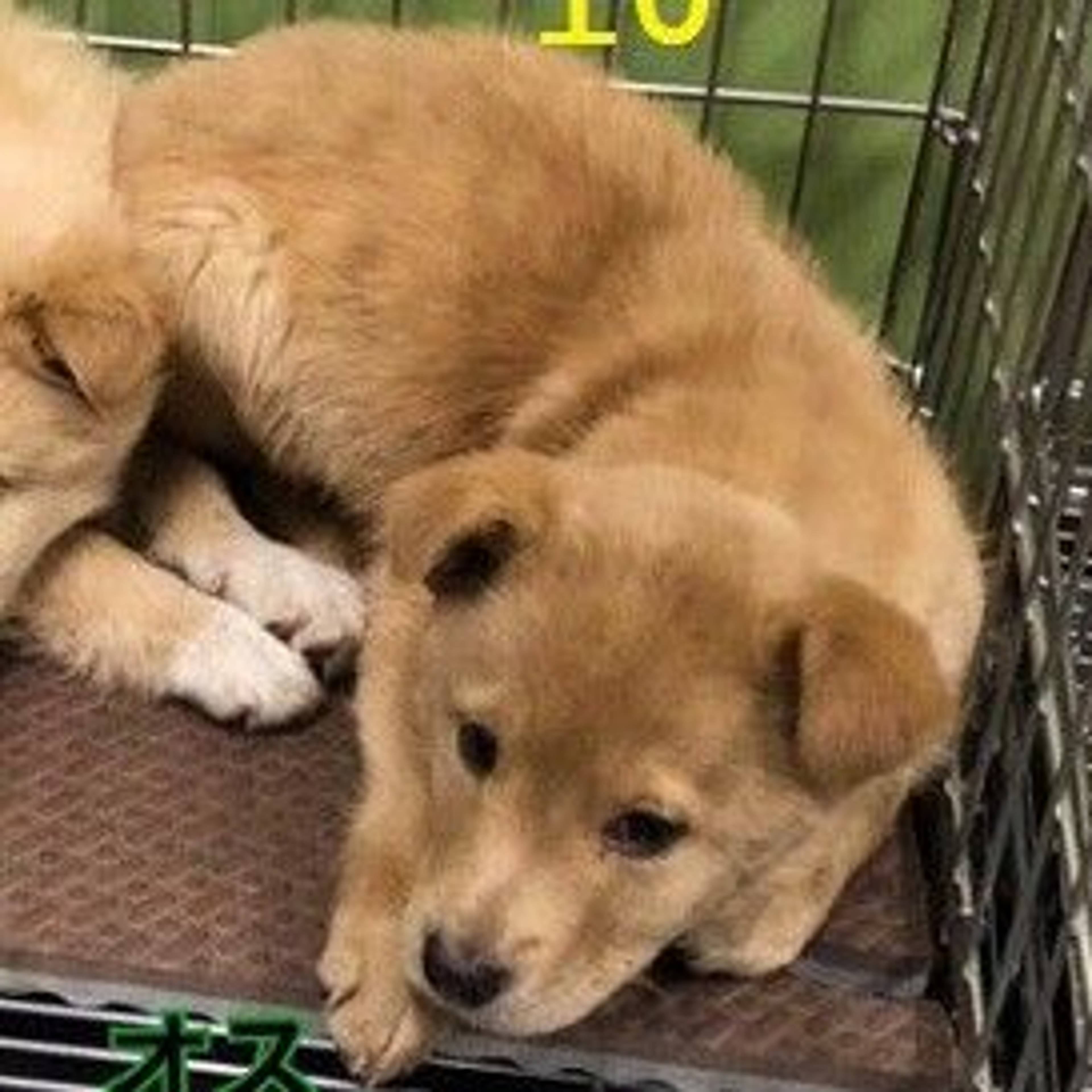 雑種（ミックス犬）・オスの里親募集の写真