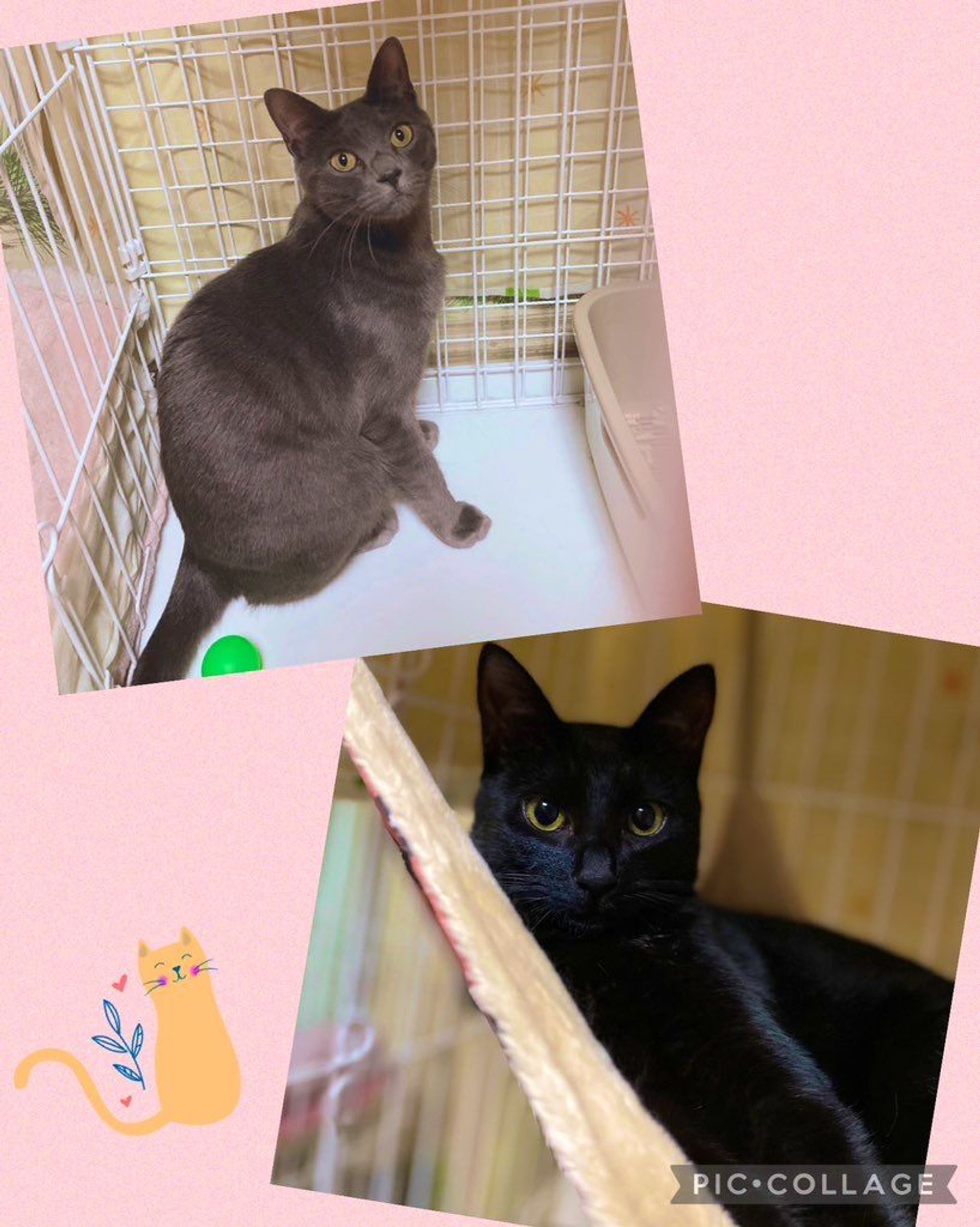 日本猫・メスの里親募集の写真