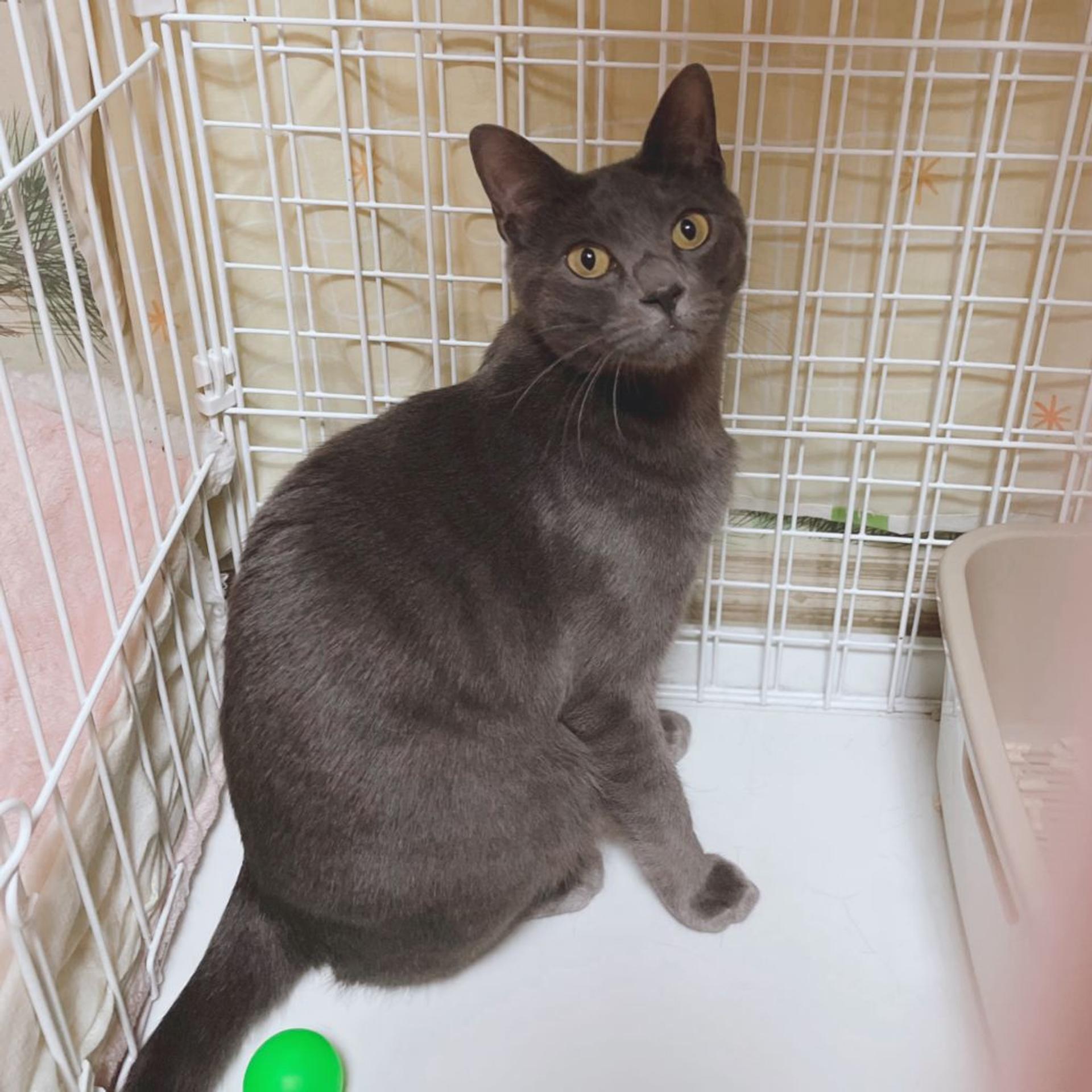 pet-image-5