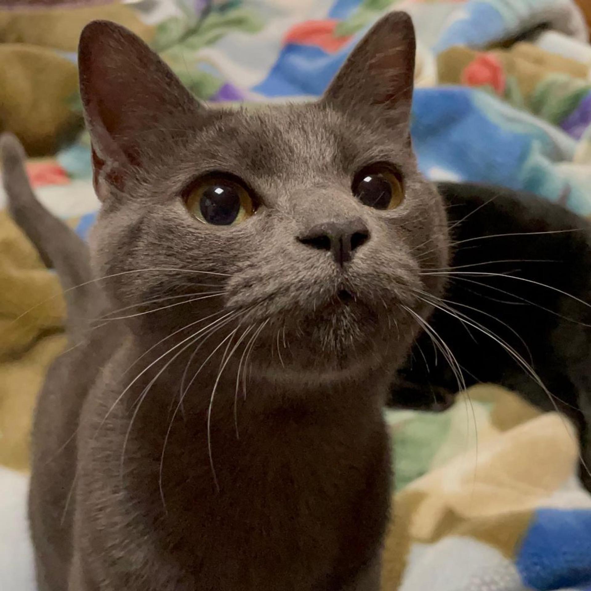 pet-image-8