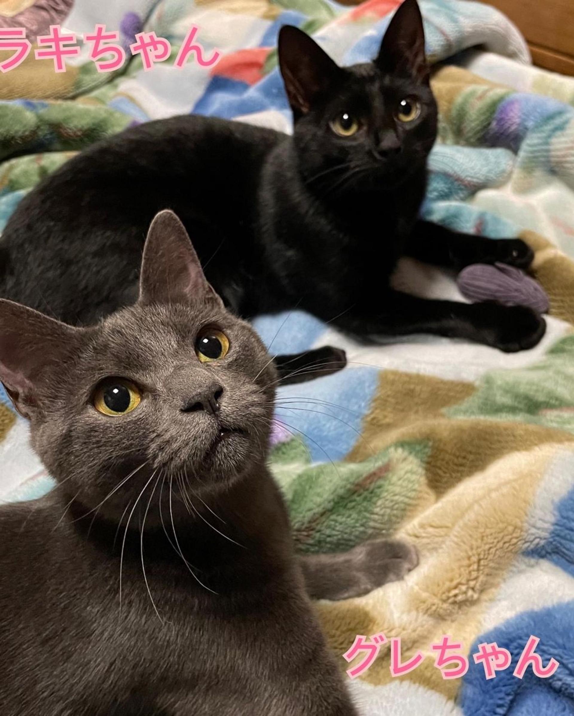 pet-image-9
