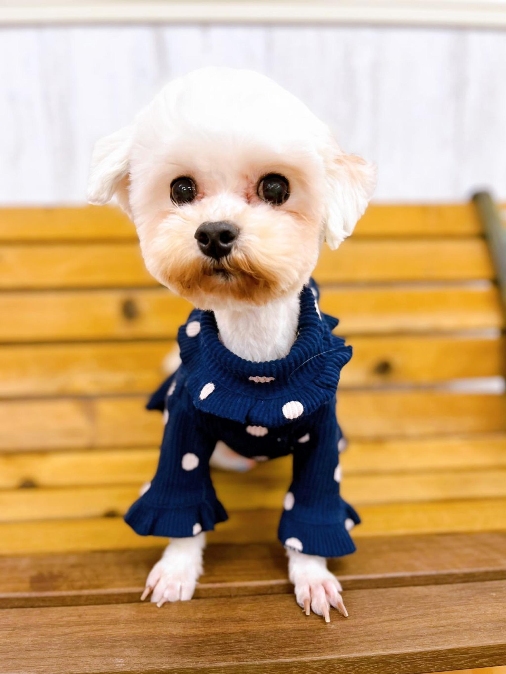 pet-image-2