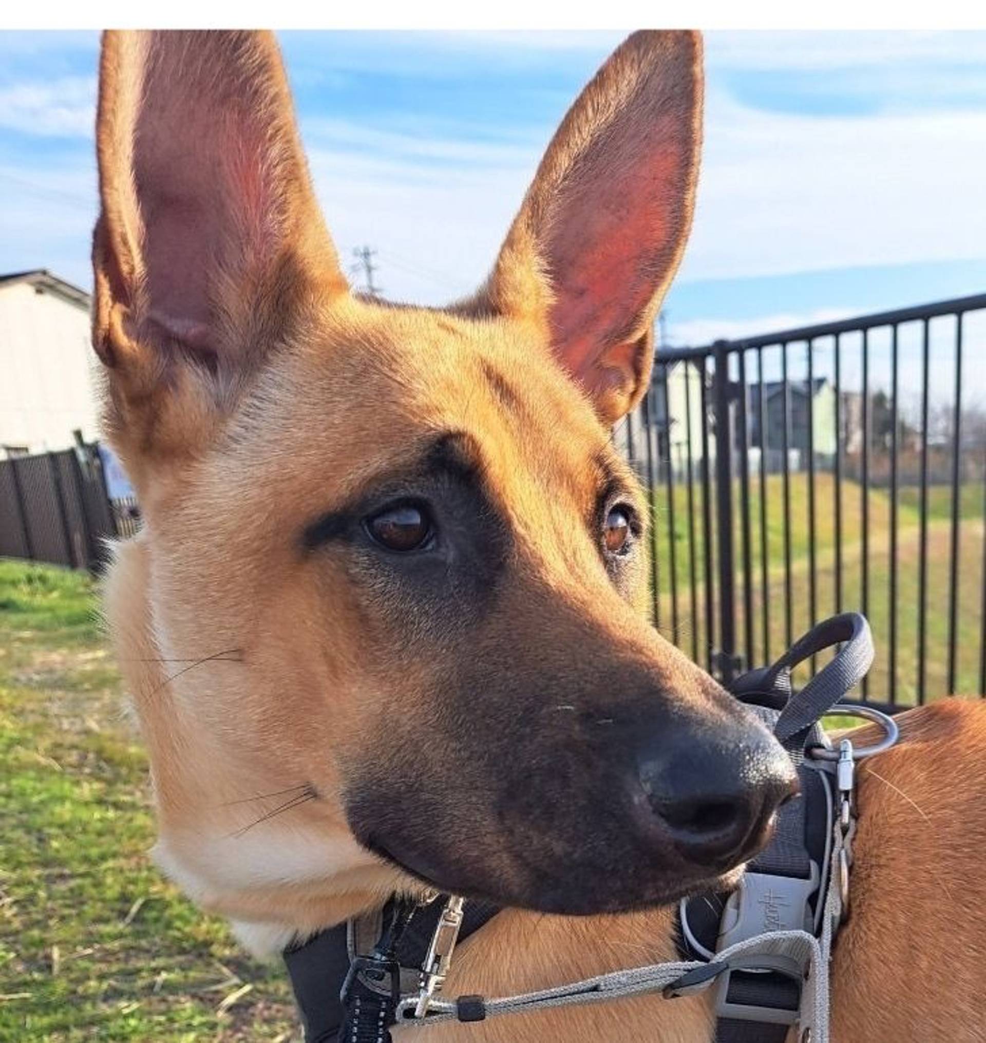 雑種（ミックス犬）・オスの里親募集の写真