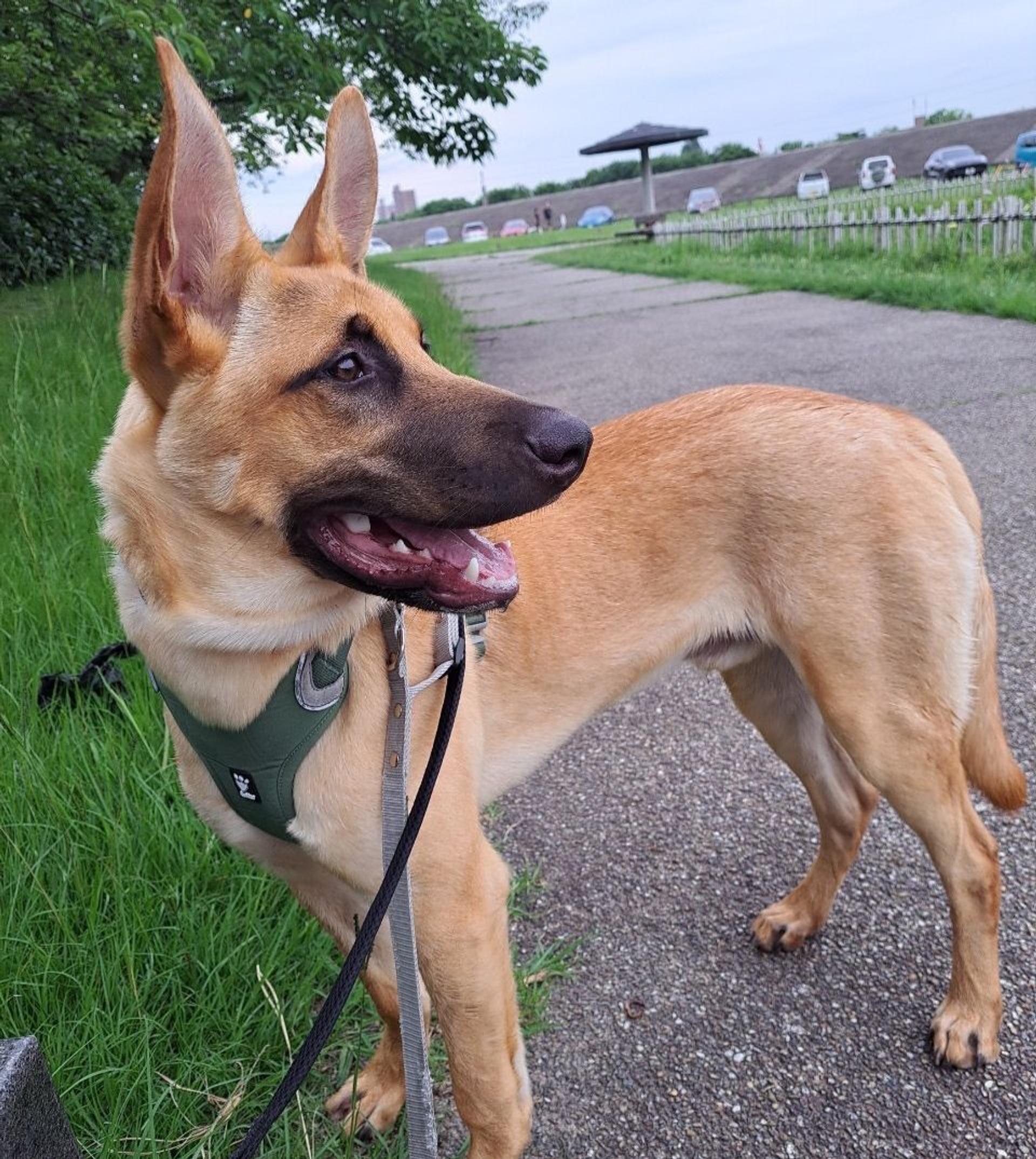 pet-image-5