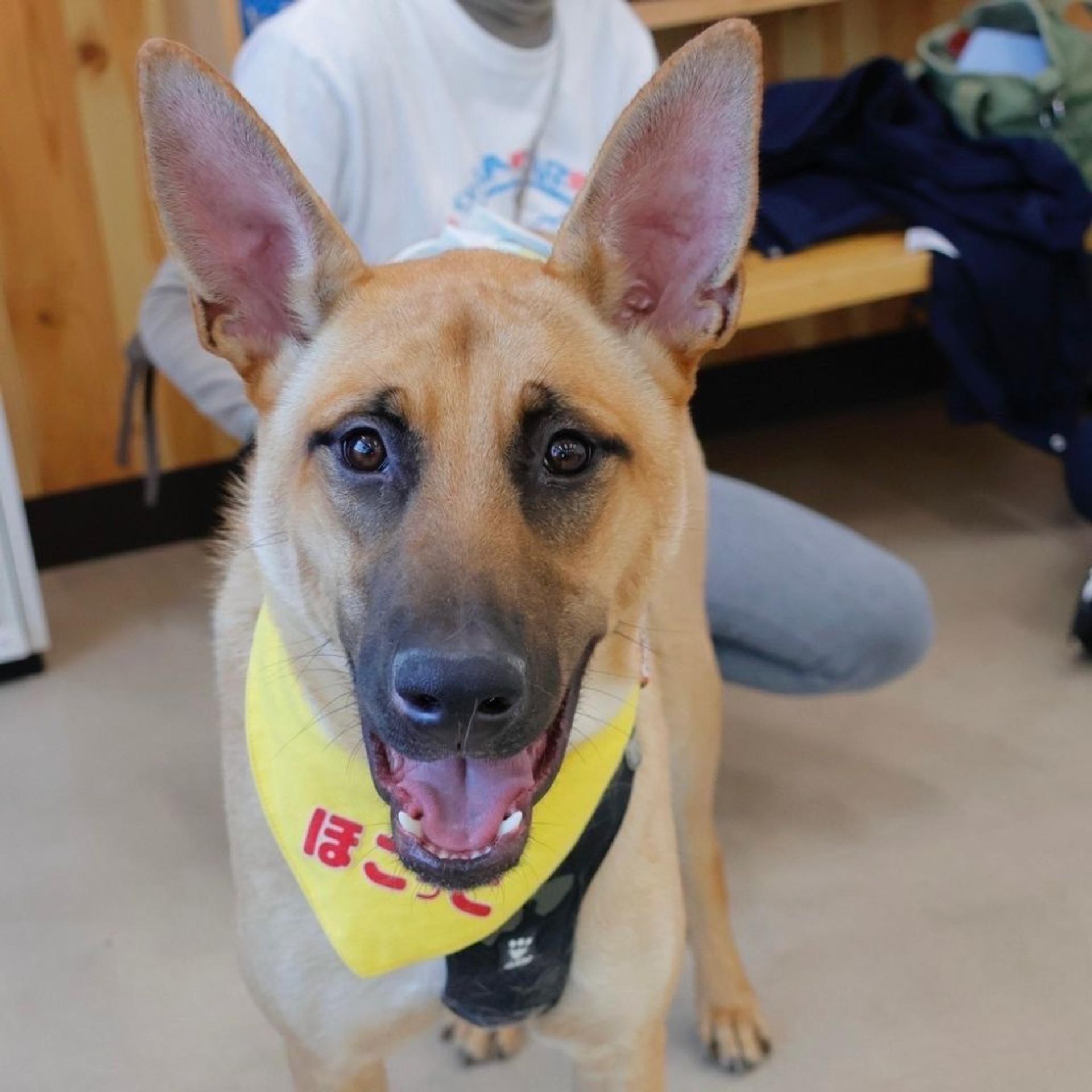 pet-image-9