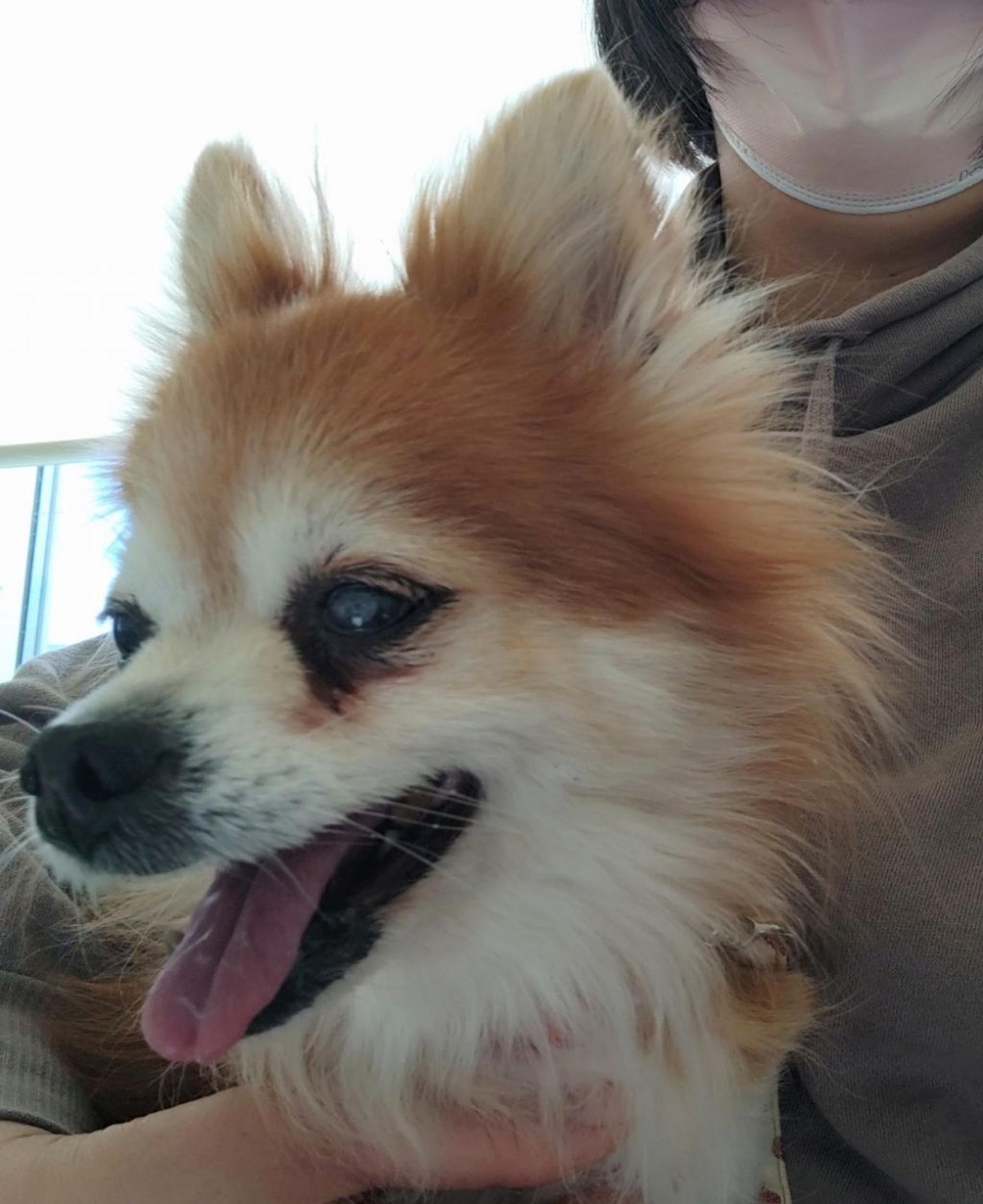 pet-image-3