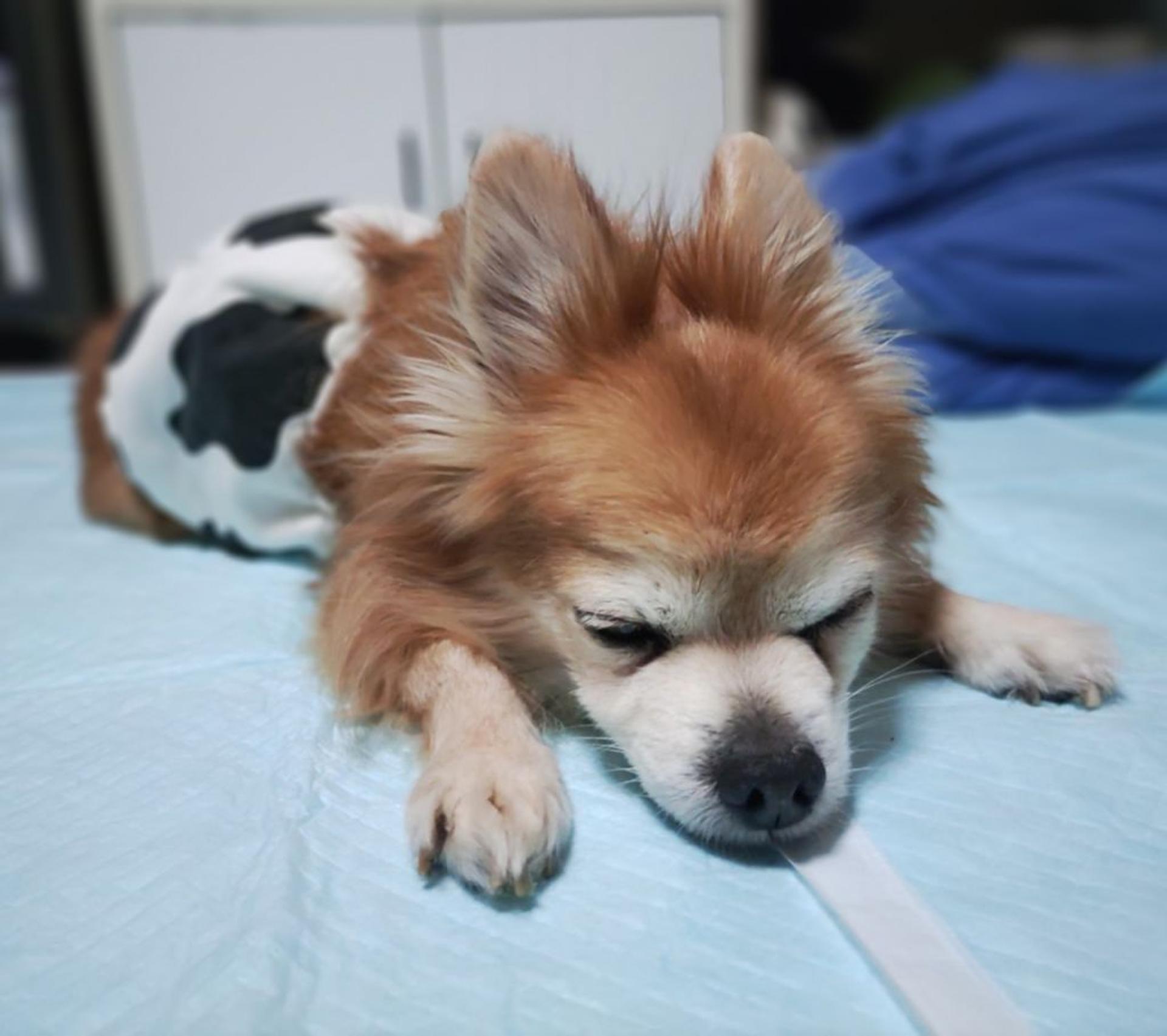 pet-image-4