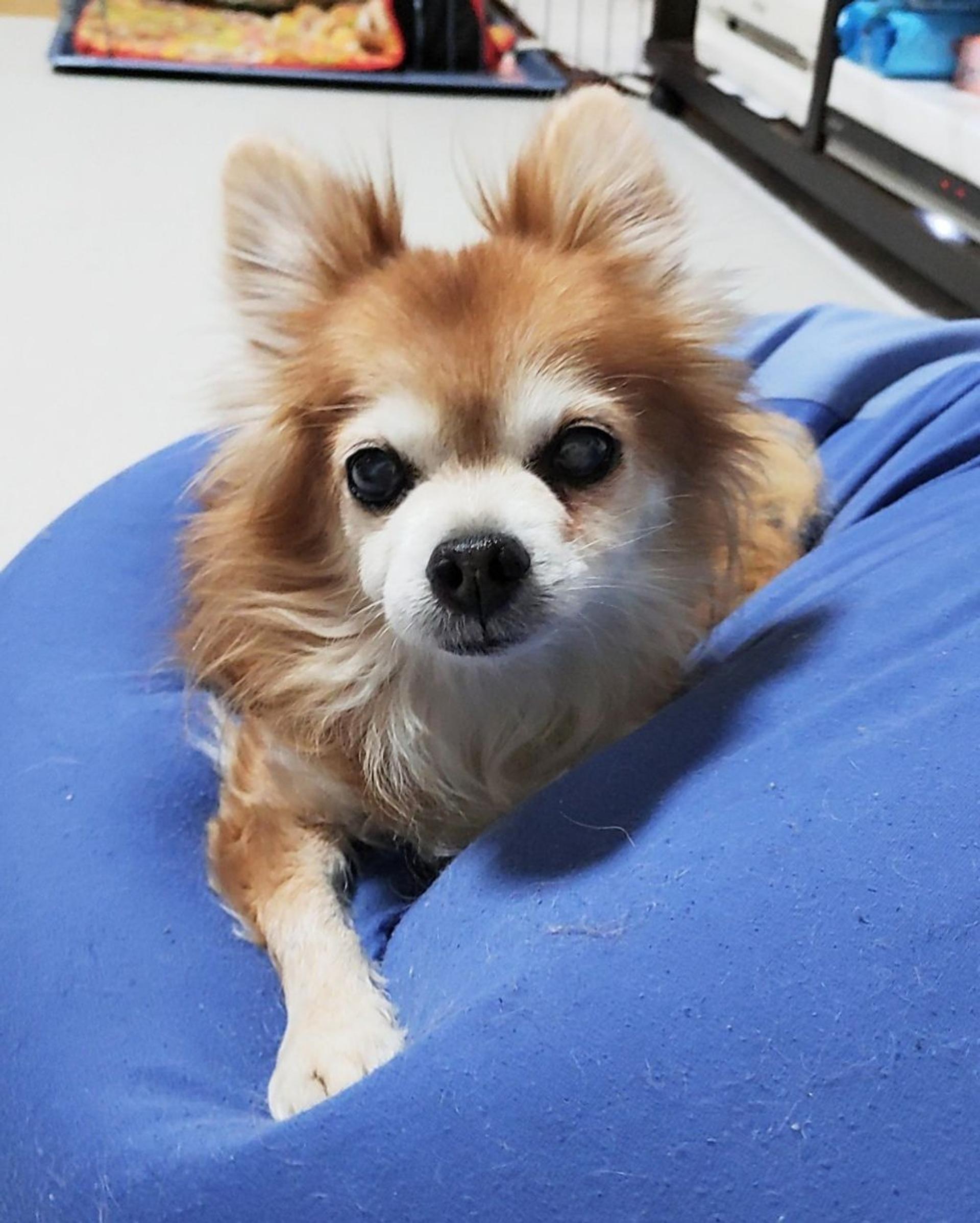 pet-image-5