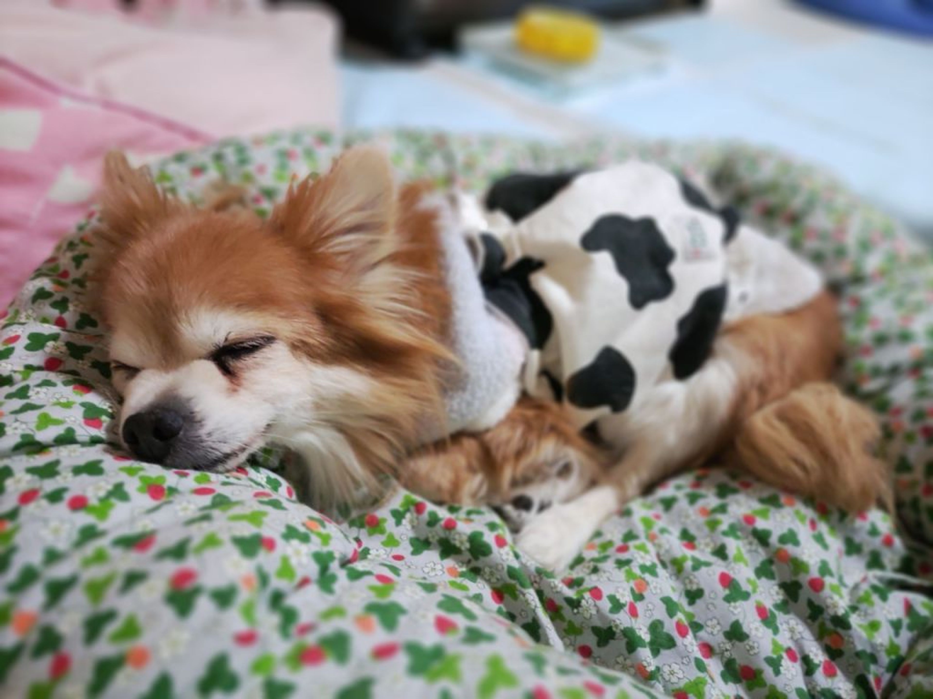pet-image-7