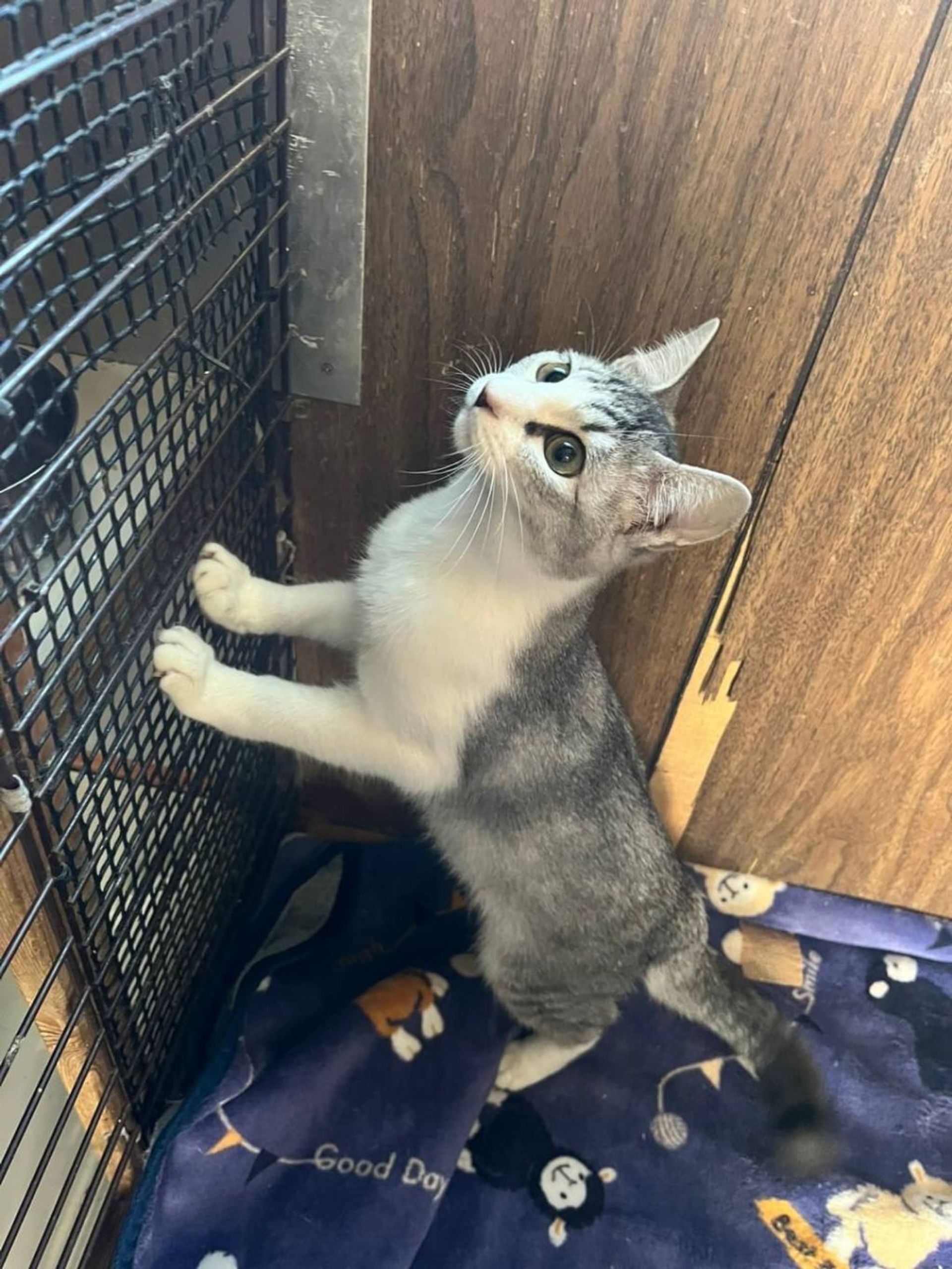 雑種（ミックス猫）・オスの里親募集の写真