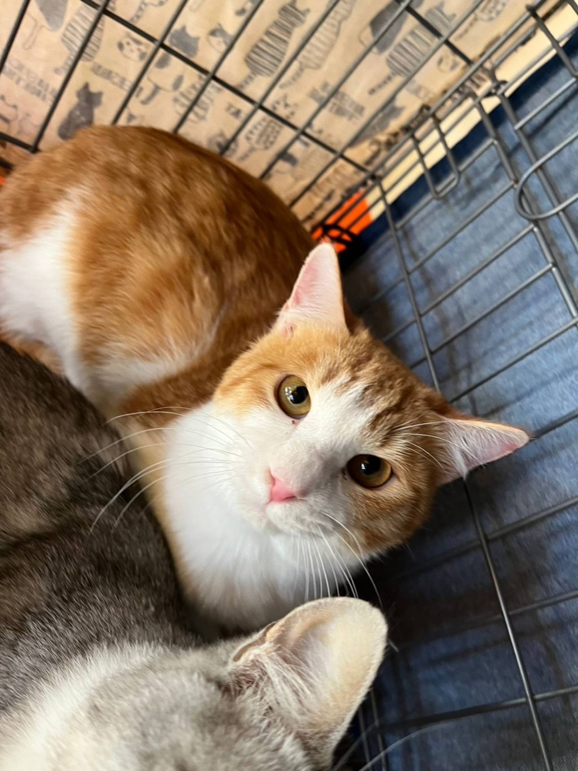 雑種（ミックス猫）・オスの里親募集の写真