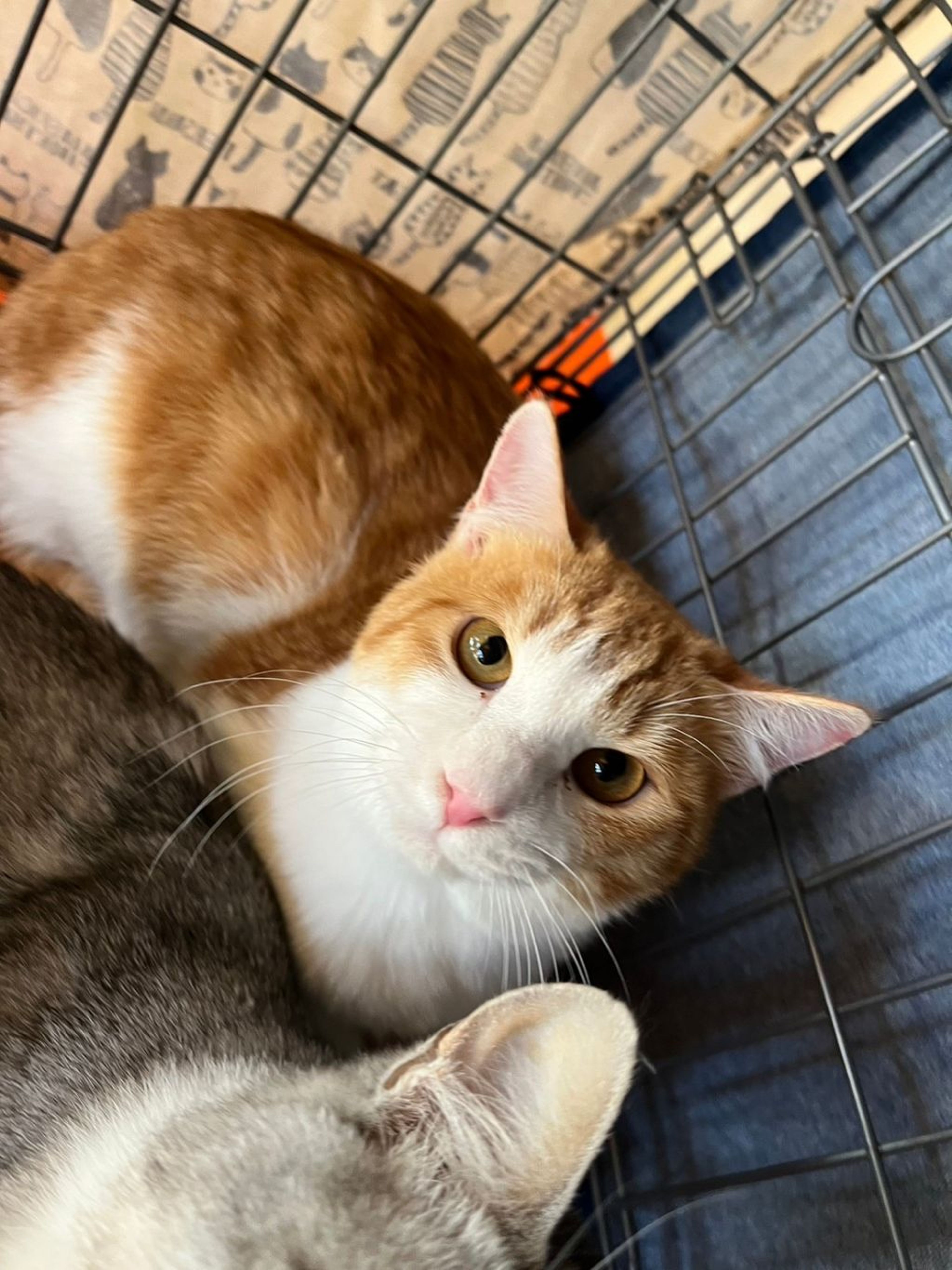 雑種（ミックス猫）・オスの里親募集の写真