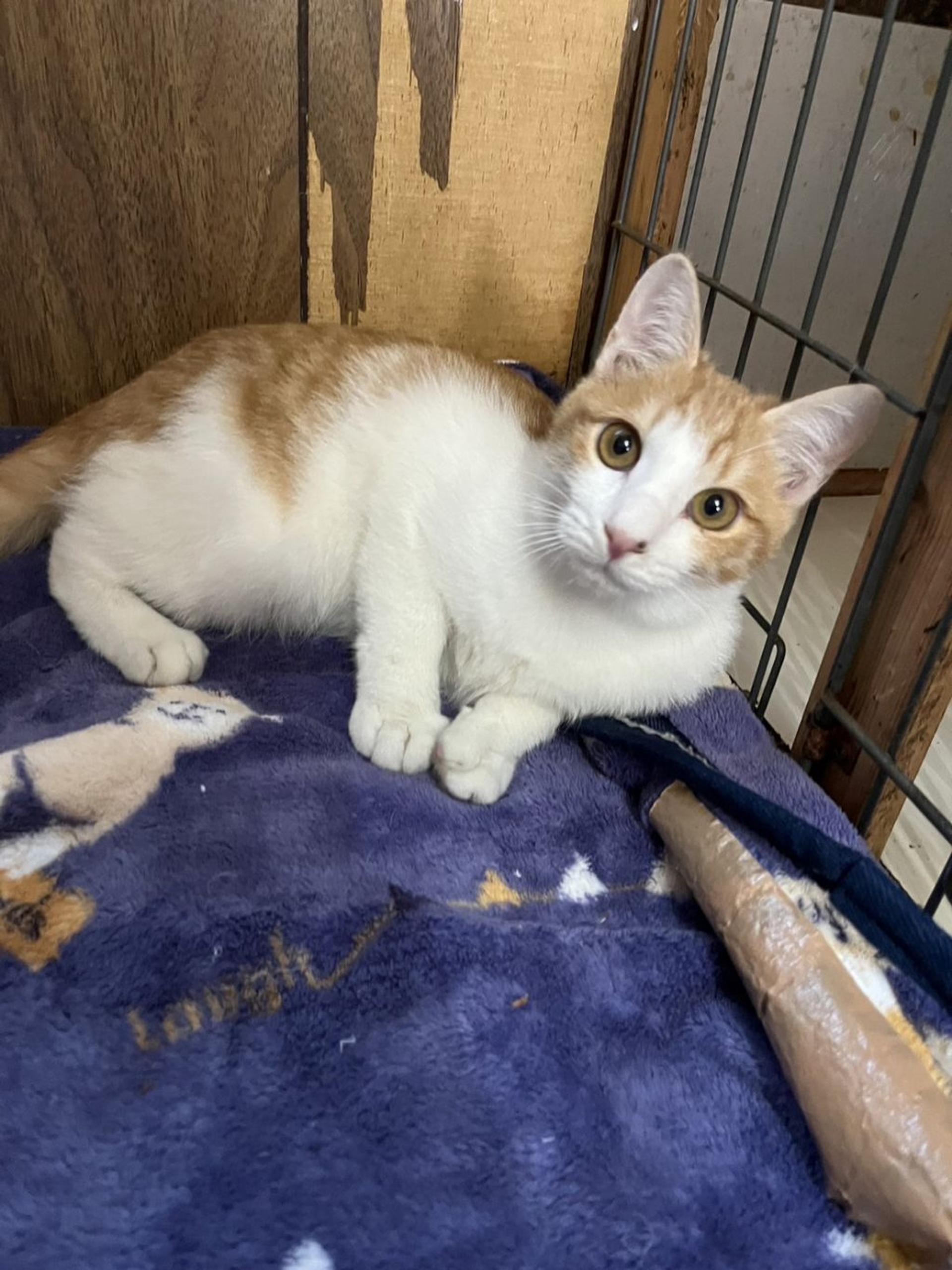 pet-image-2