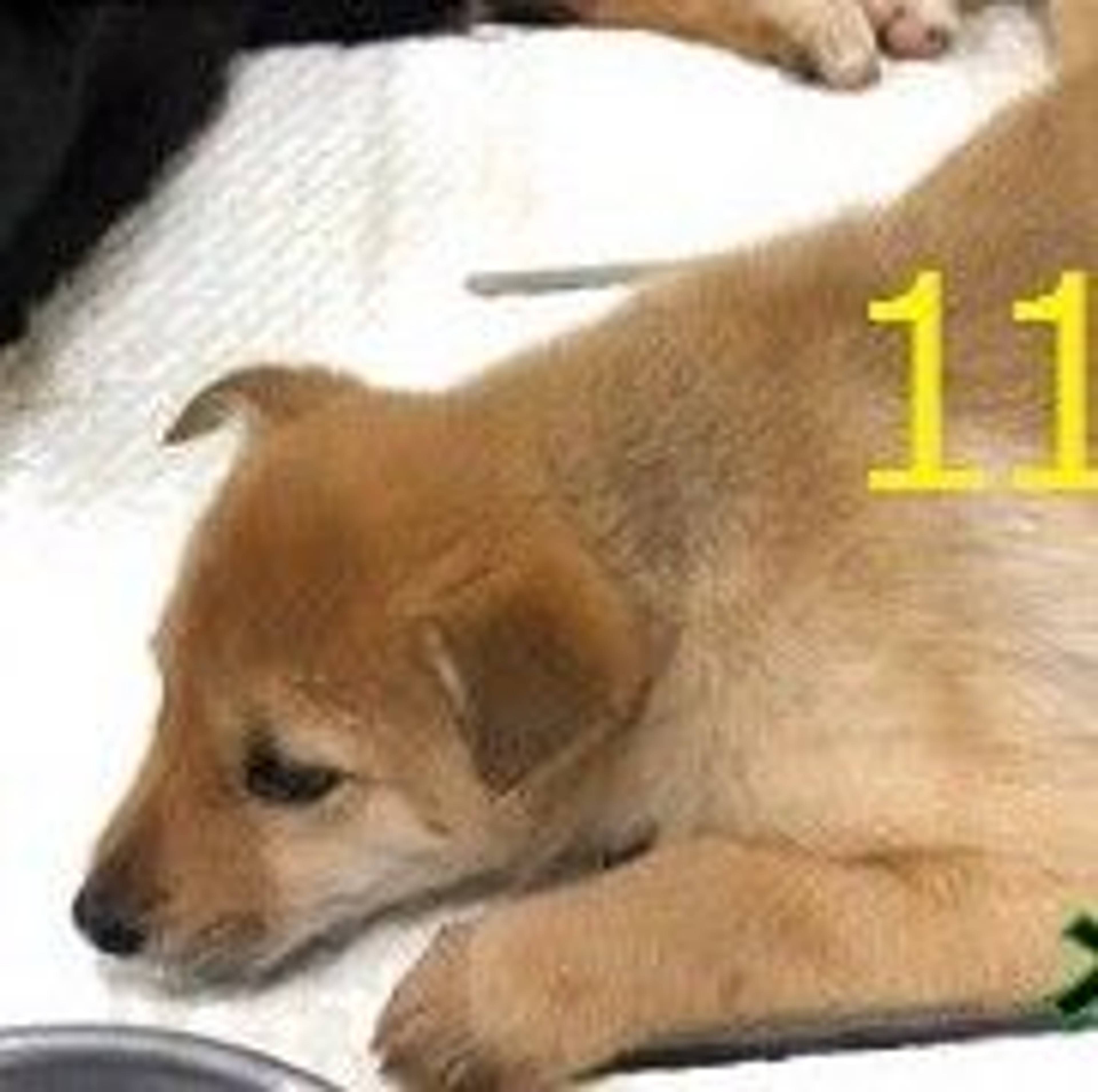 雑種（ミックス犬）・メスの里親募集の写真