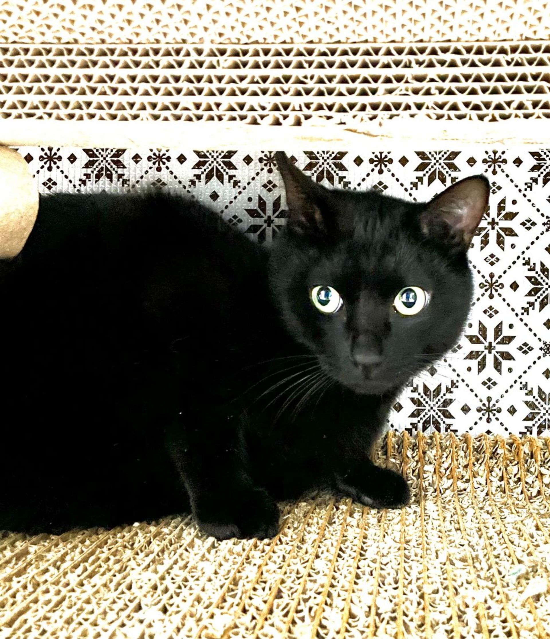 日本猫・オスの里親募集の写真