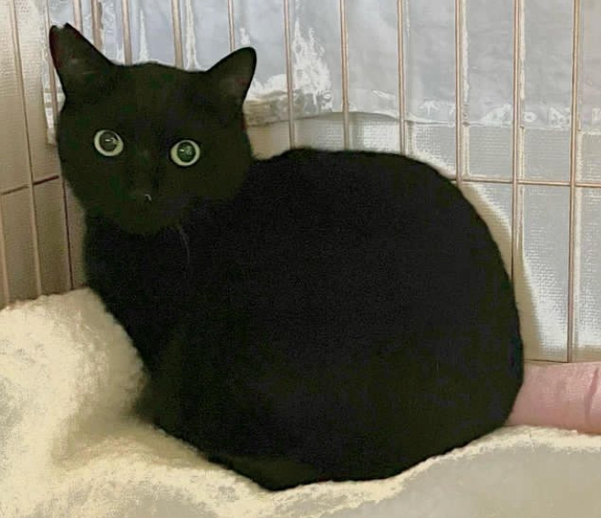 pet-image-2