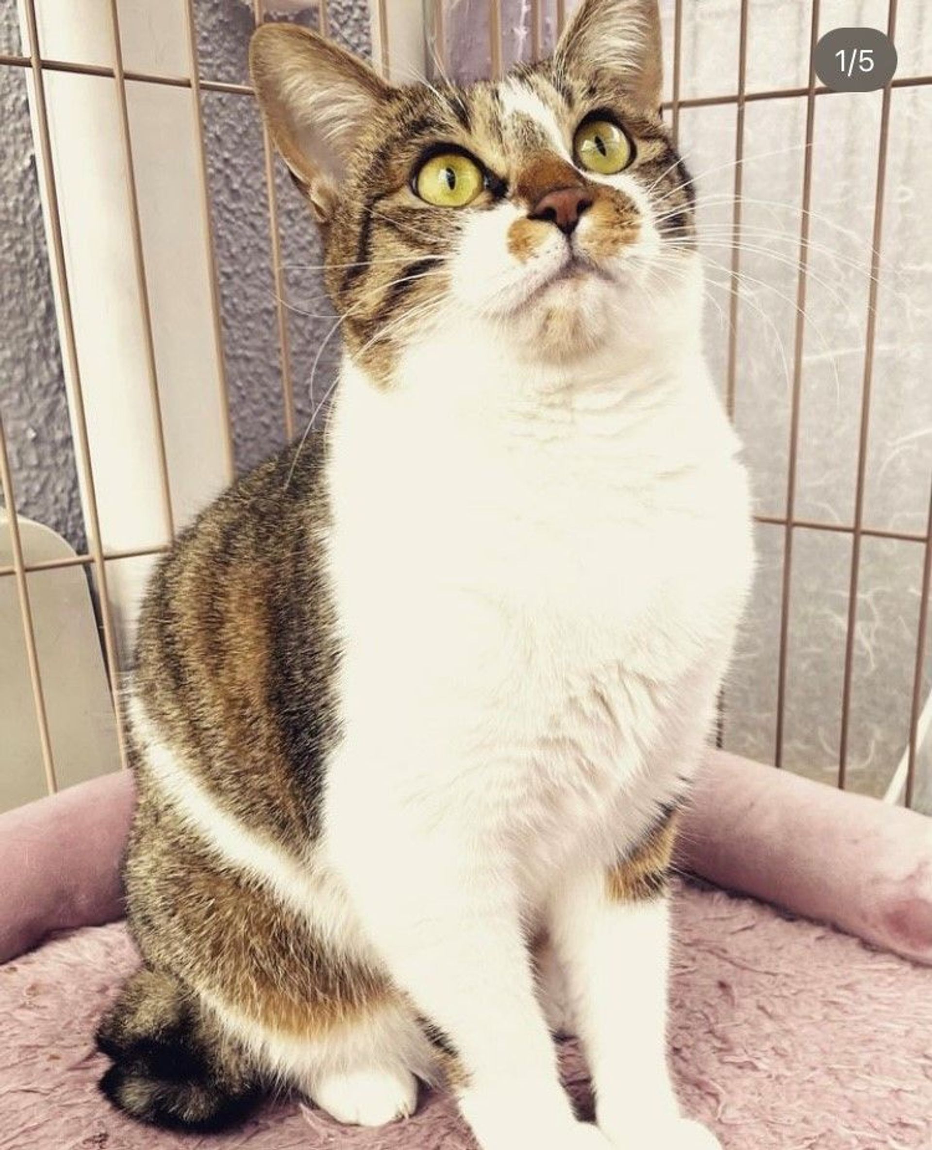 雑種（ミックス猫）・メスの里親募集の写真