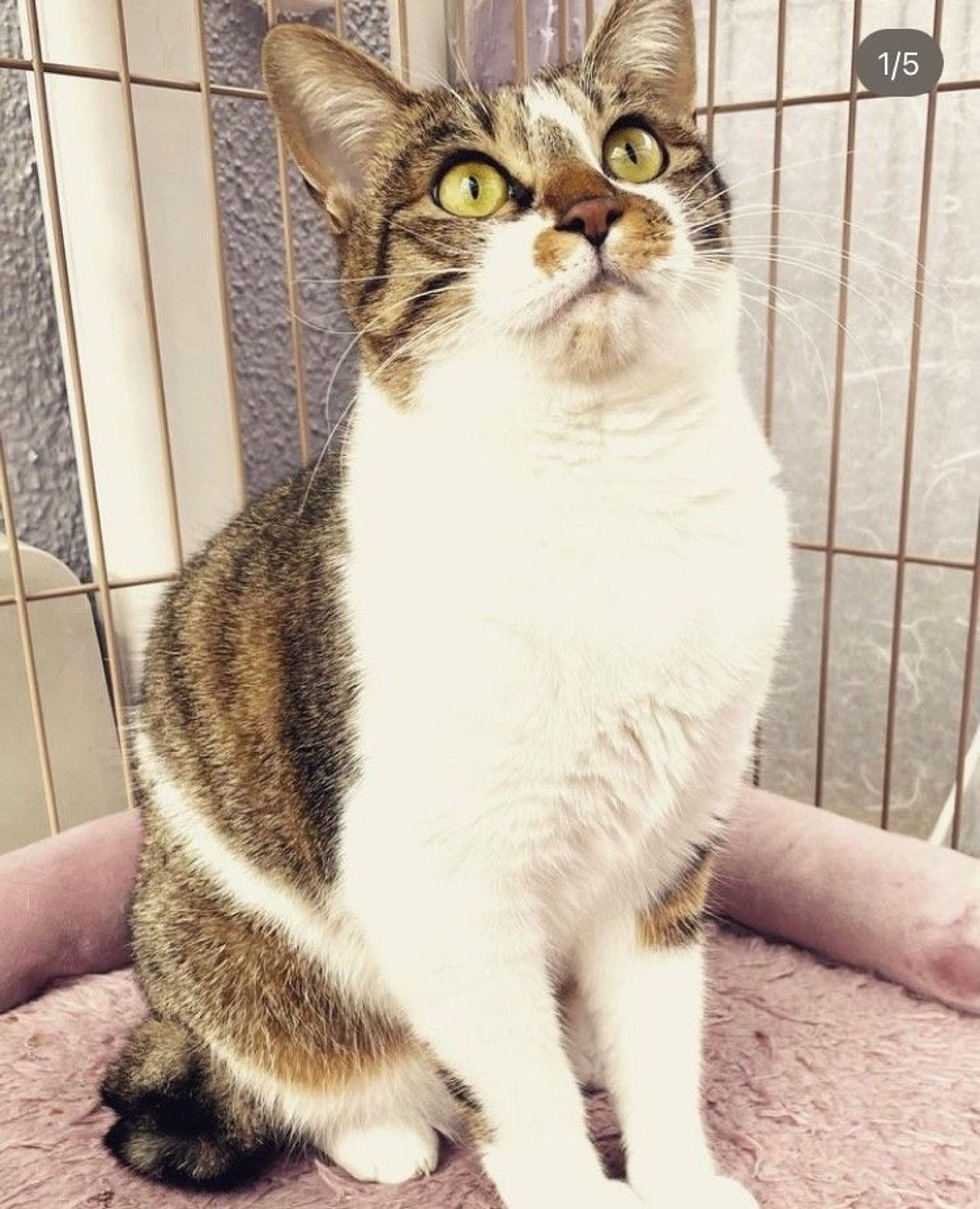 雑種（ミックス猫）・メスの里親募集の写真