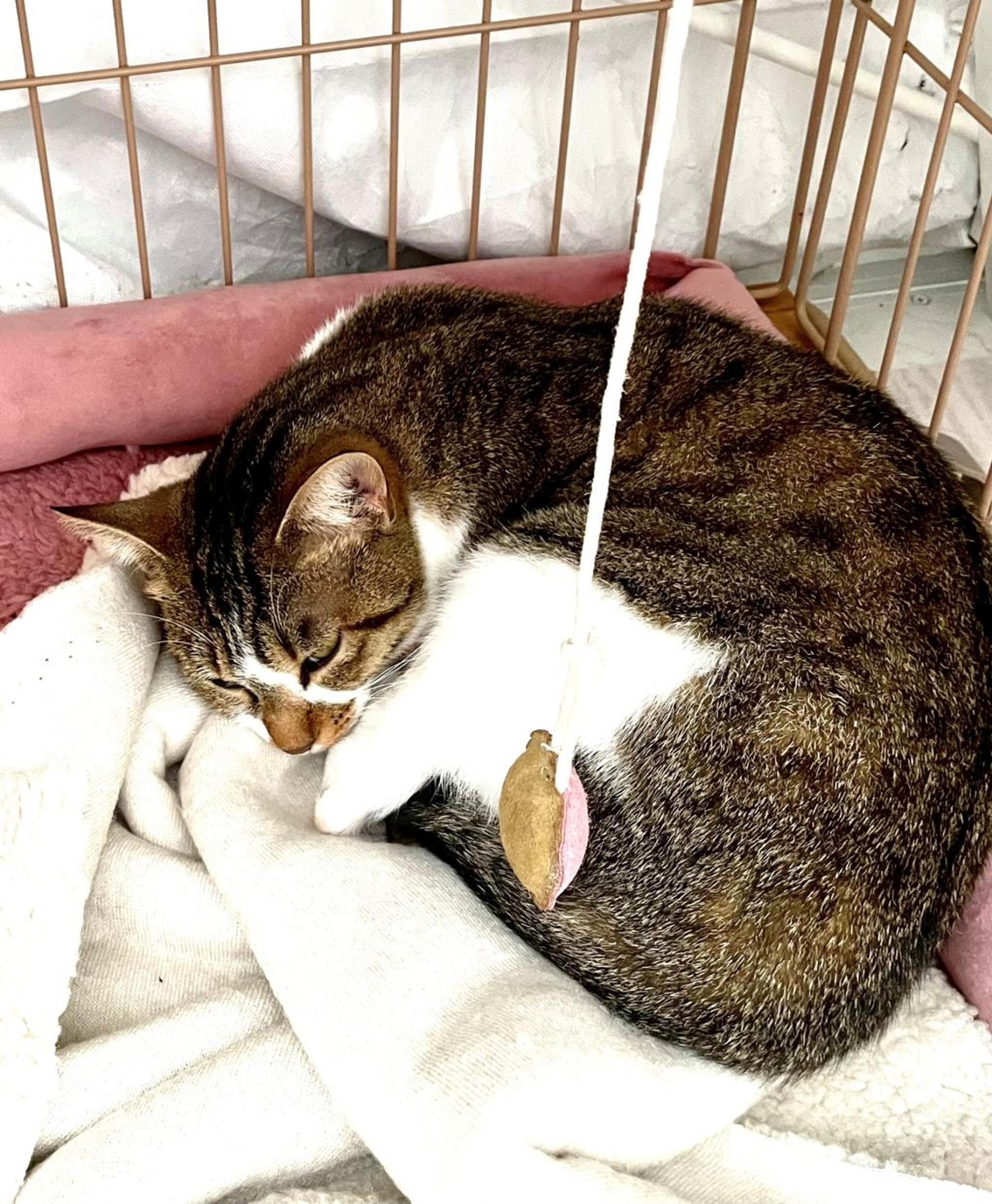 pet-image-5