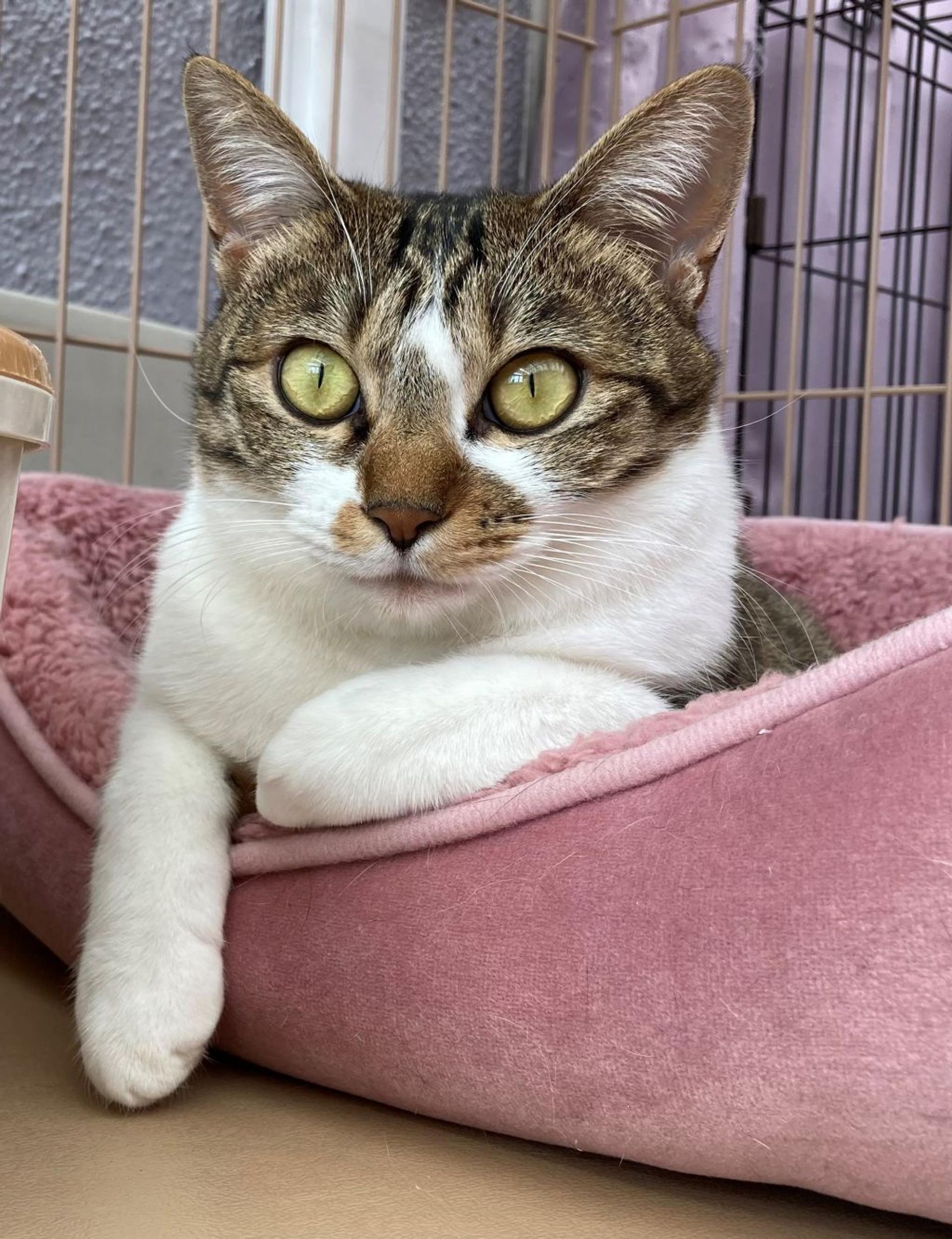 pet-image-2