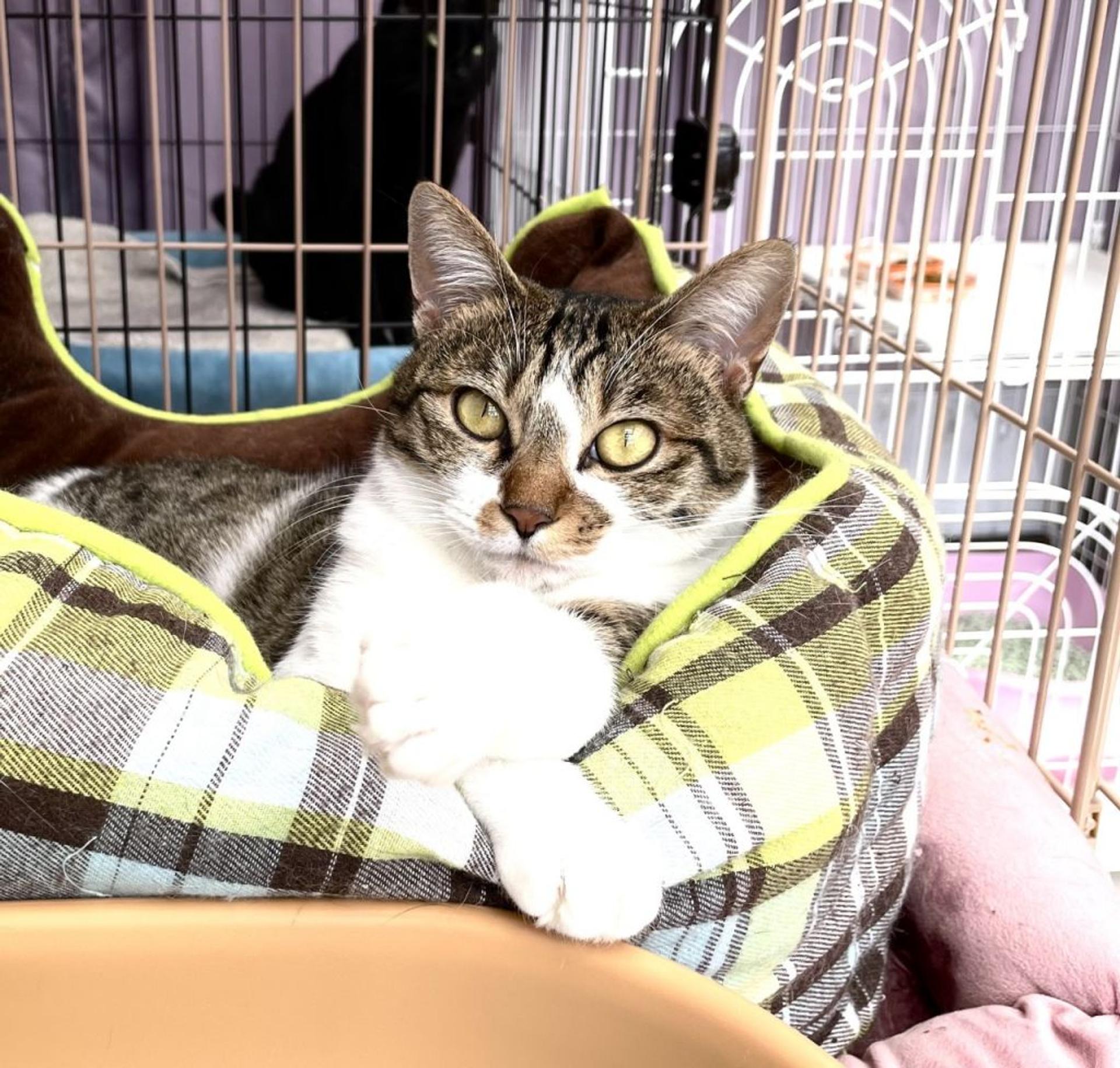 pet-image-4