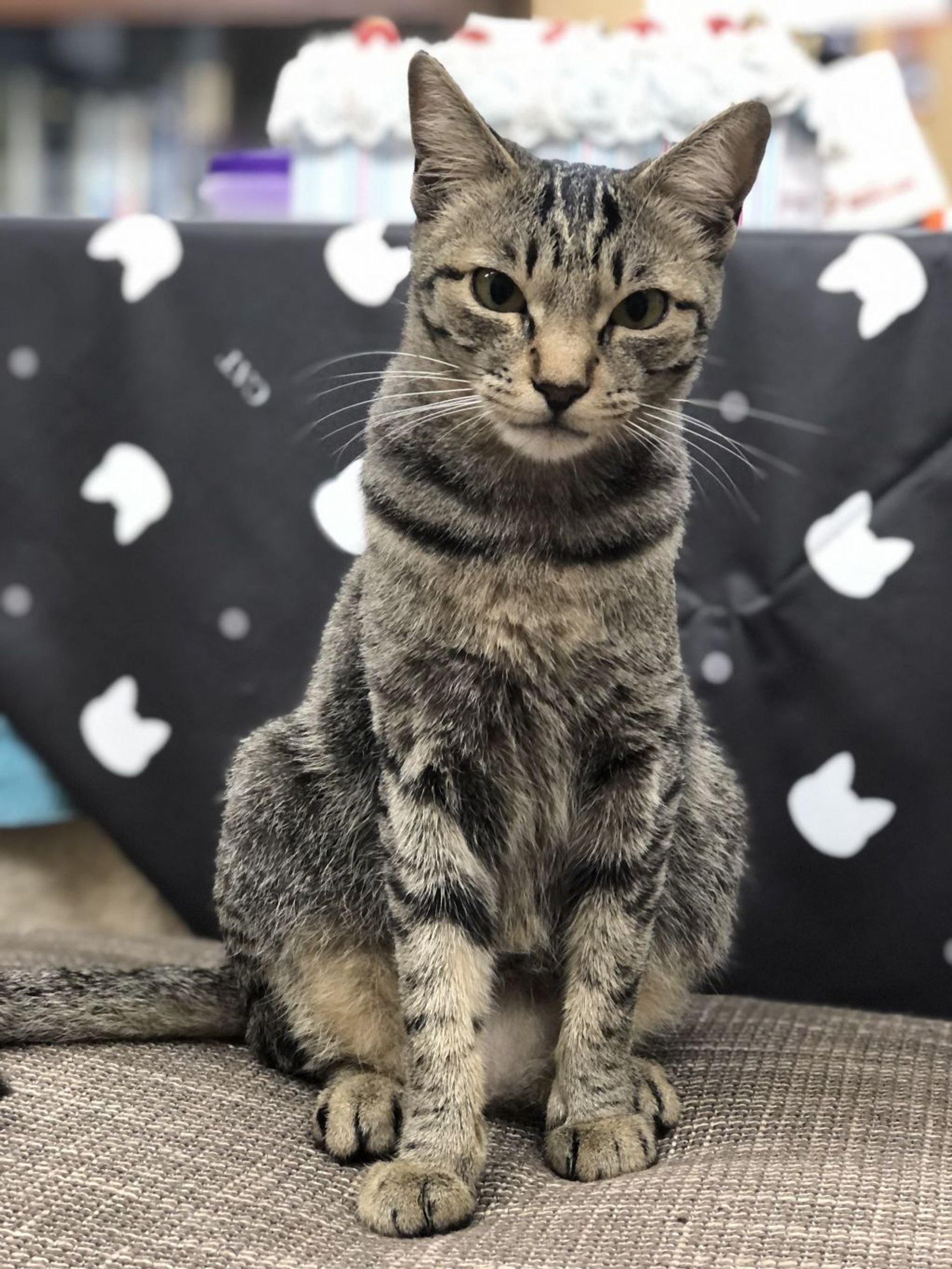 雑種（ミックス猫）・メスの里親募集の写真