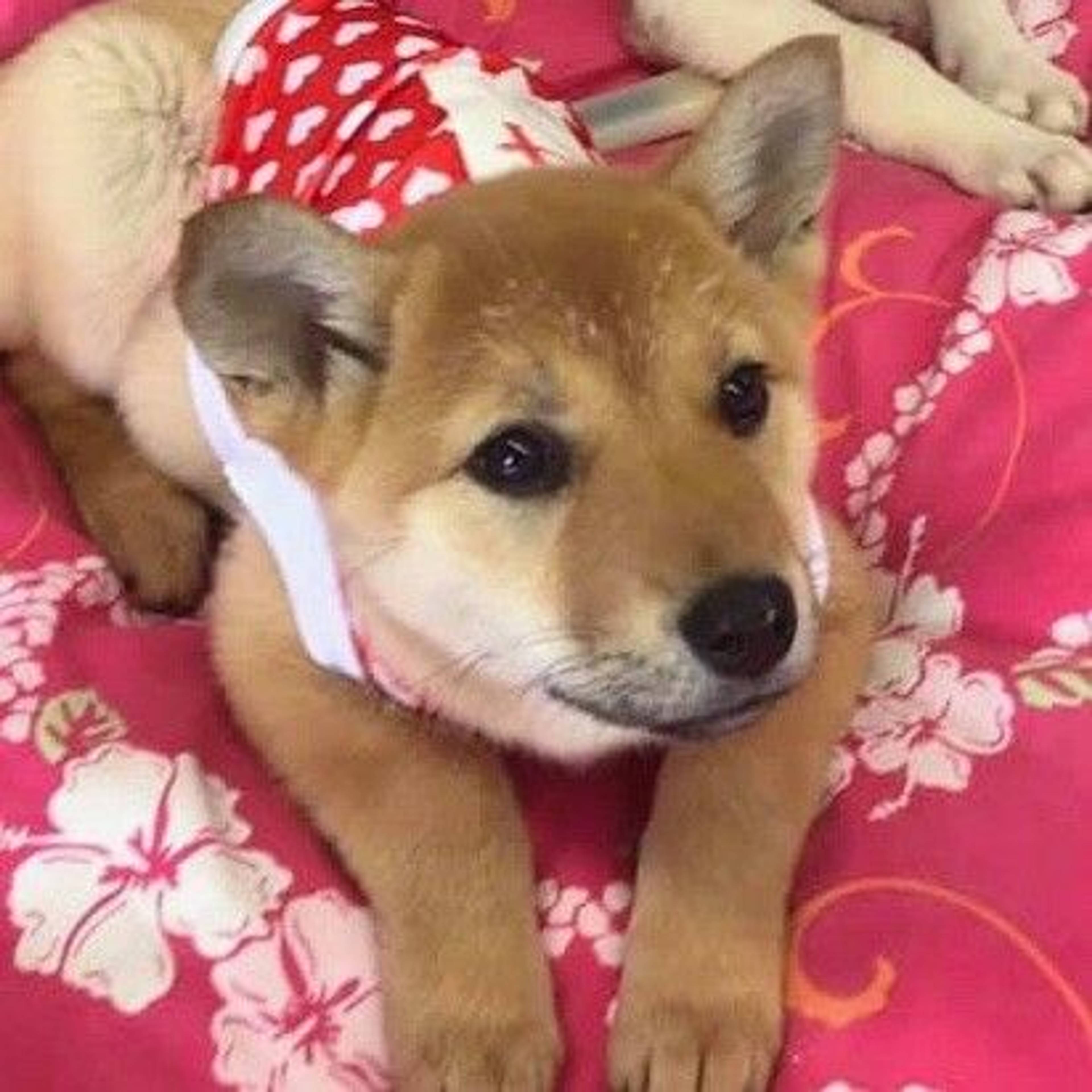 雑種（ミックス犬）・メスの里親募集の写真