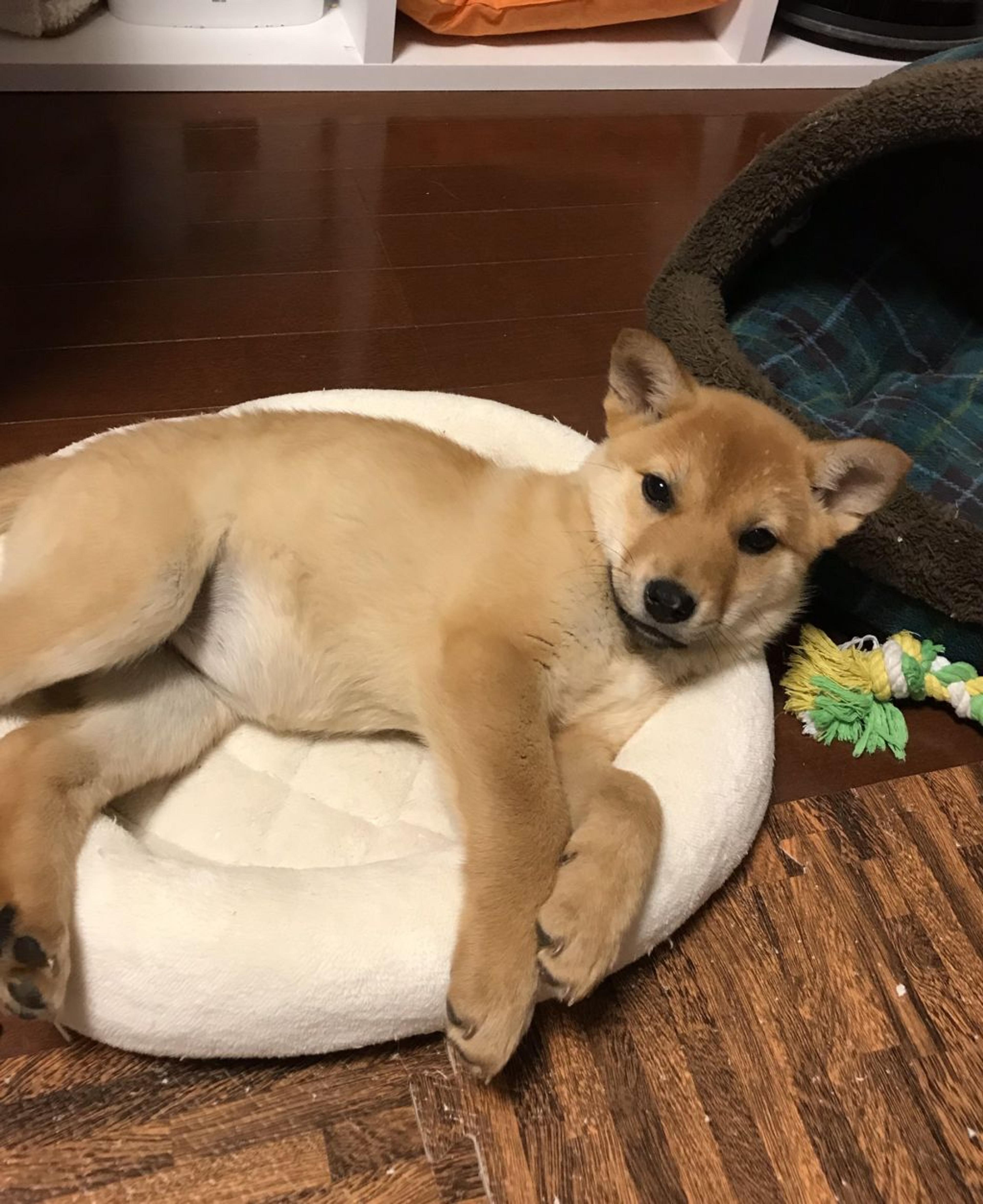 pet-image-3