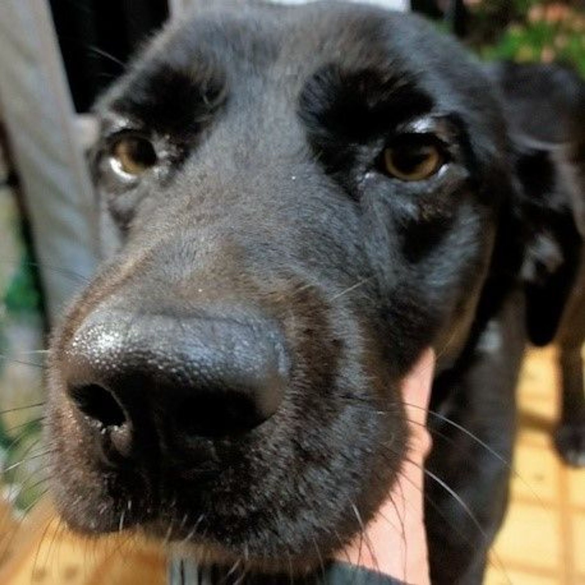 雑種（ミックス犬）・オスの里親募集の写真