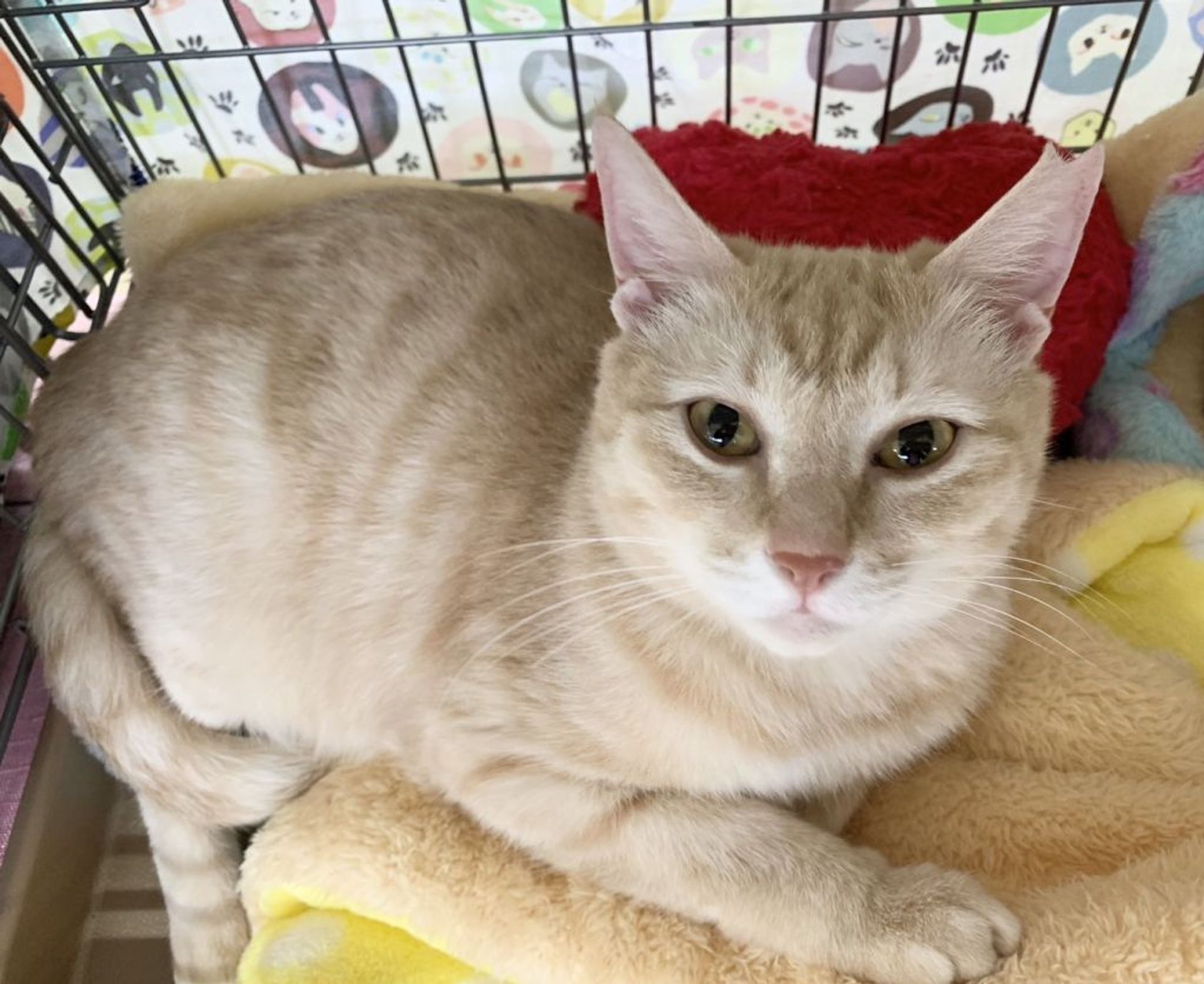 雑種（ミックス猫）・メスの里親募集の写真