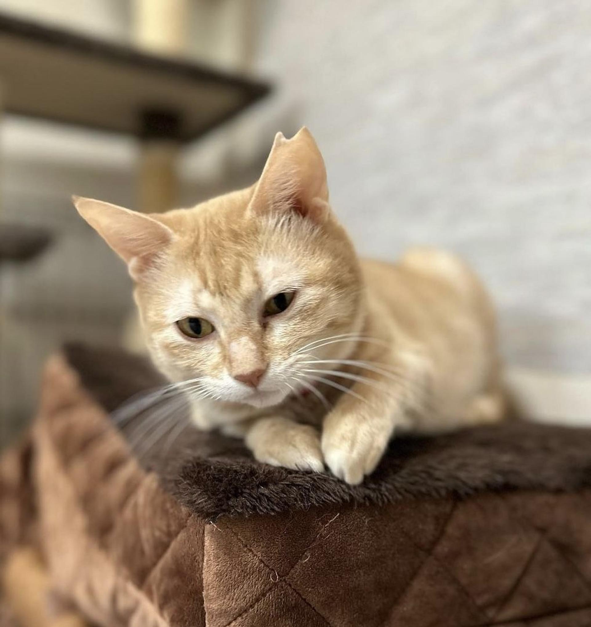 pet-image-3