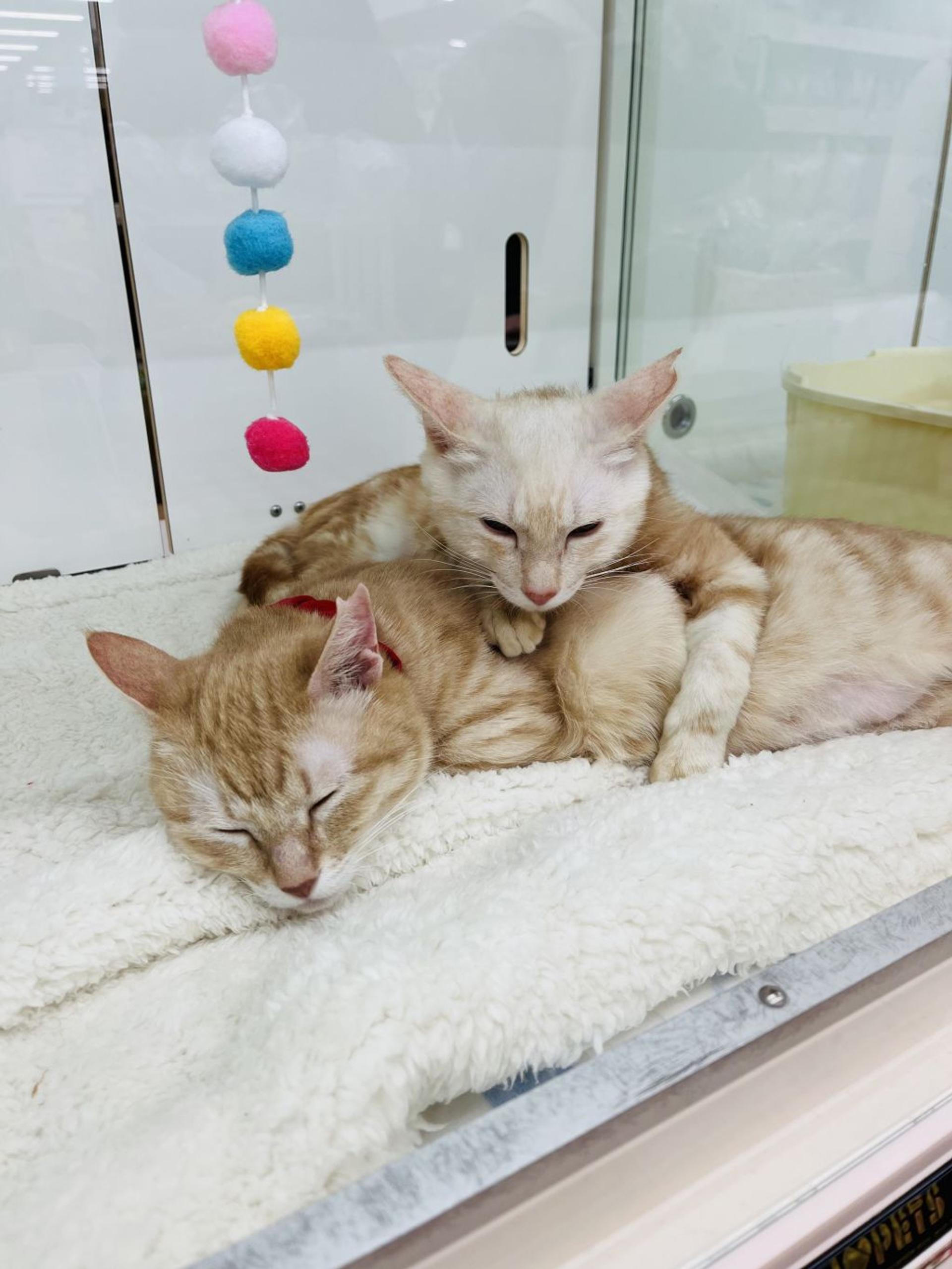 pet-image-5