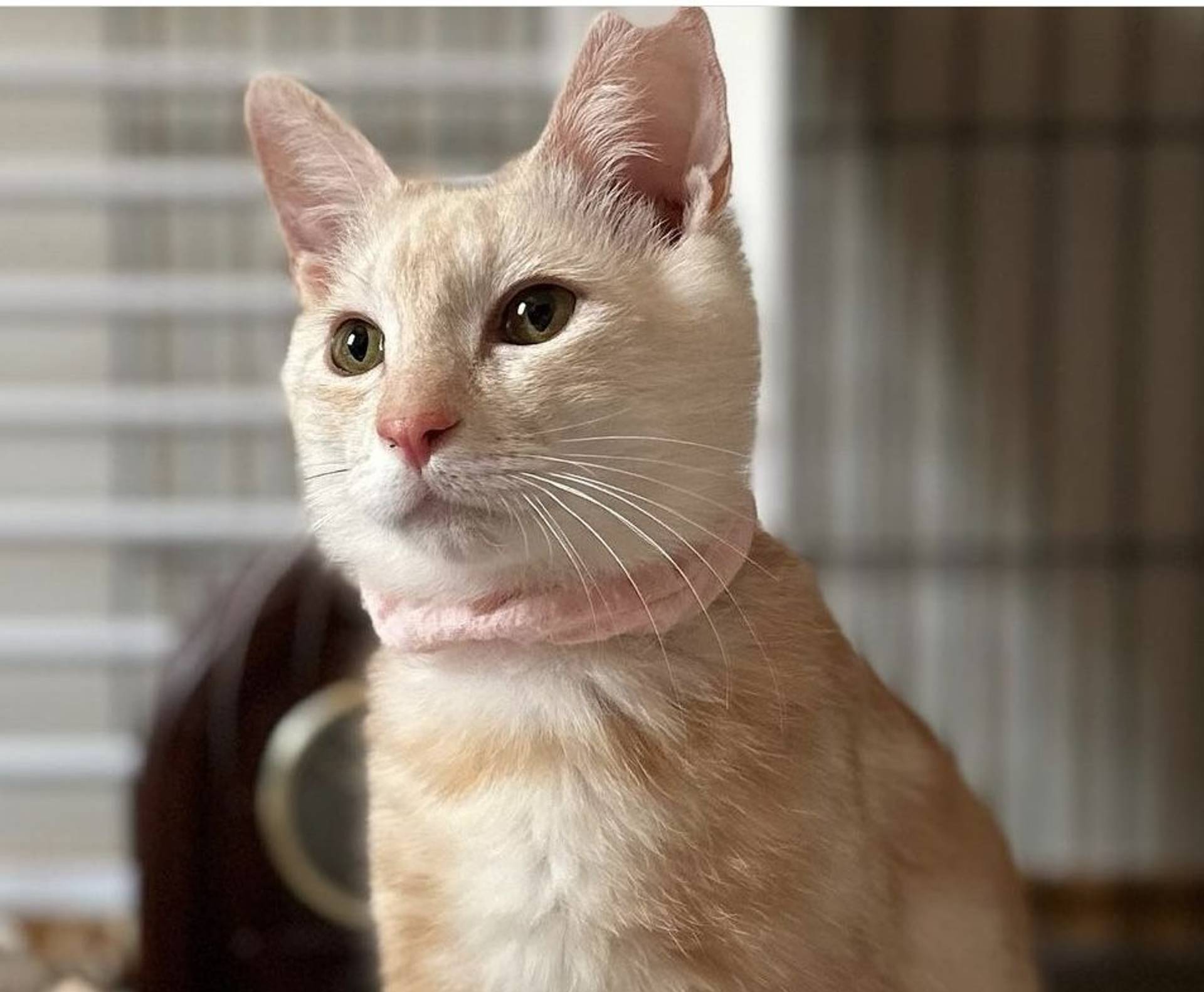 雑種（ミックス猫）・メスの里親募集の写真