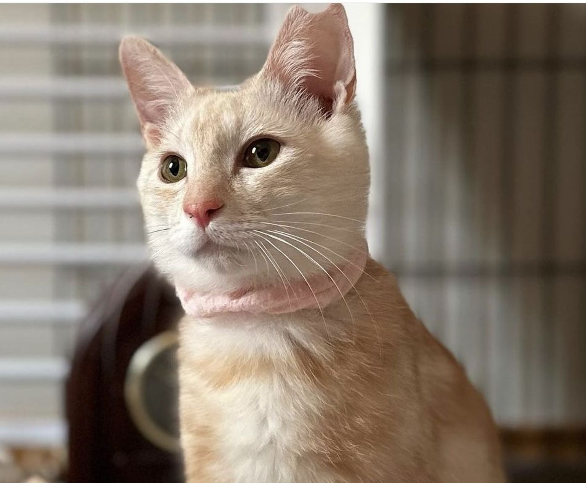 雑種（ミックス猫）・メスの里親募集の写真