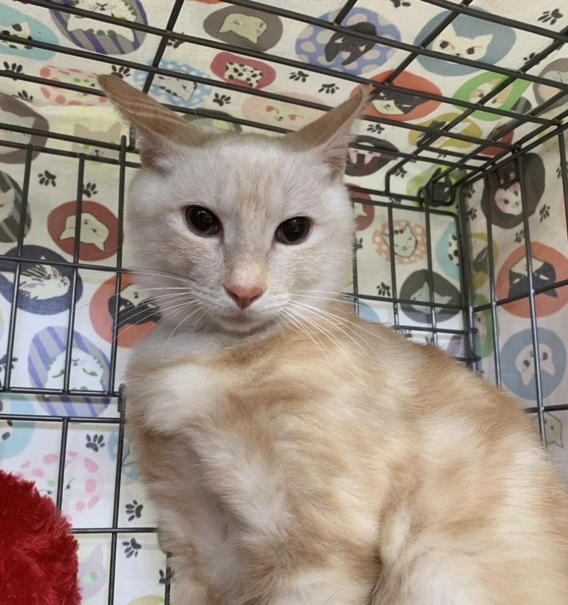pet-image-3