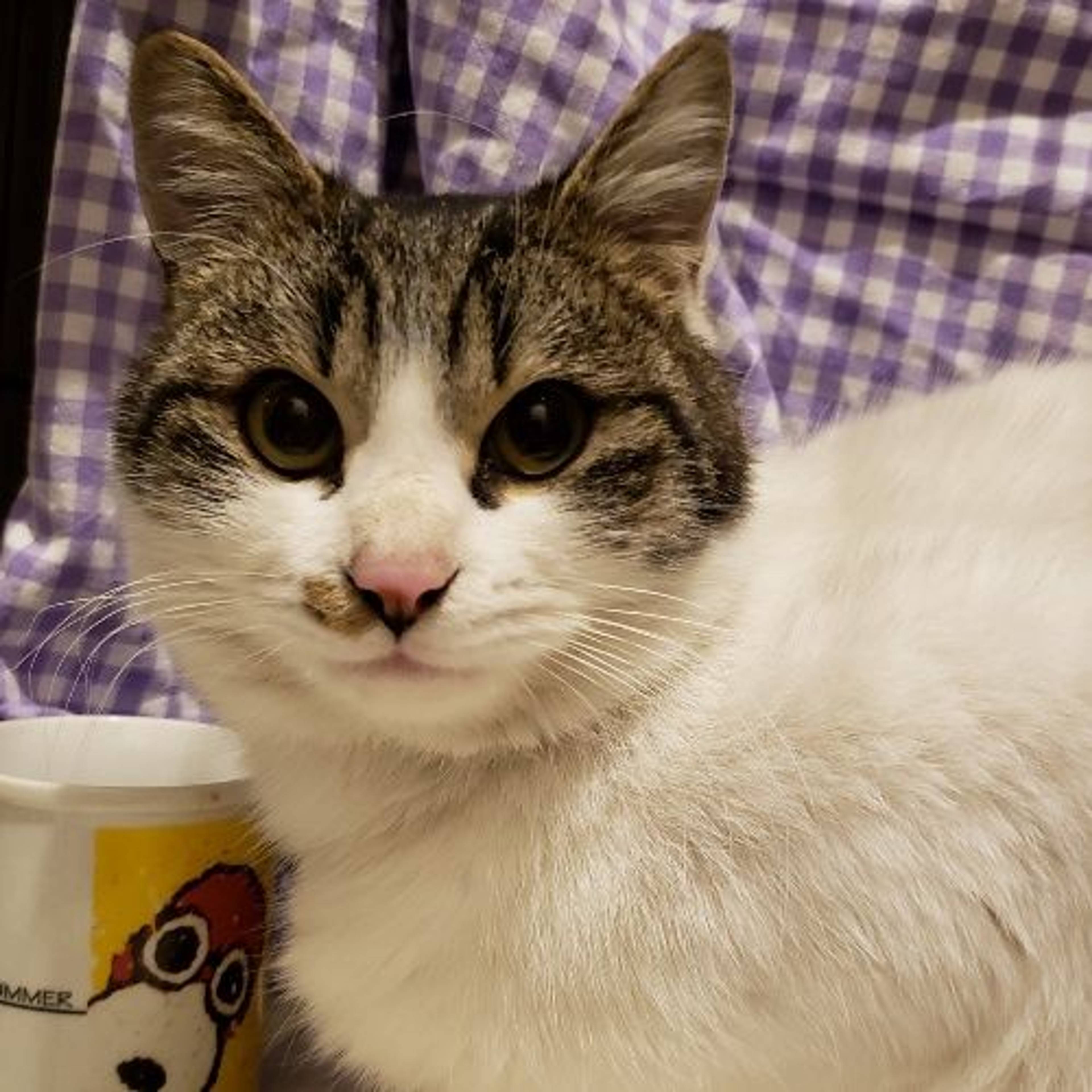 雑種（ミックス猫）・オスの里親募集の写真