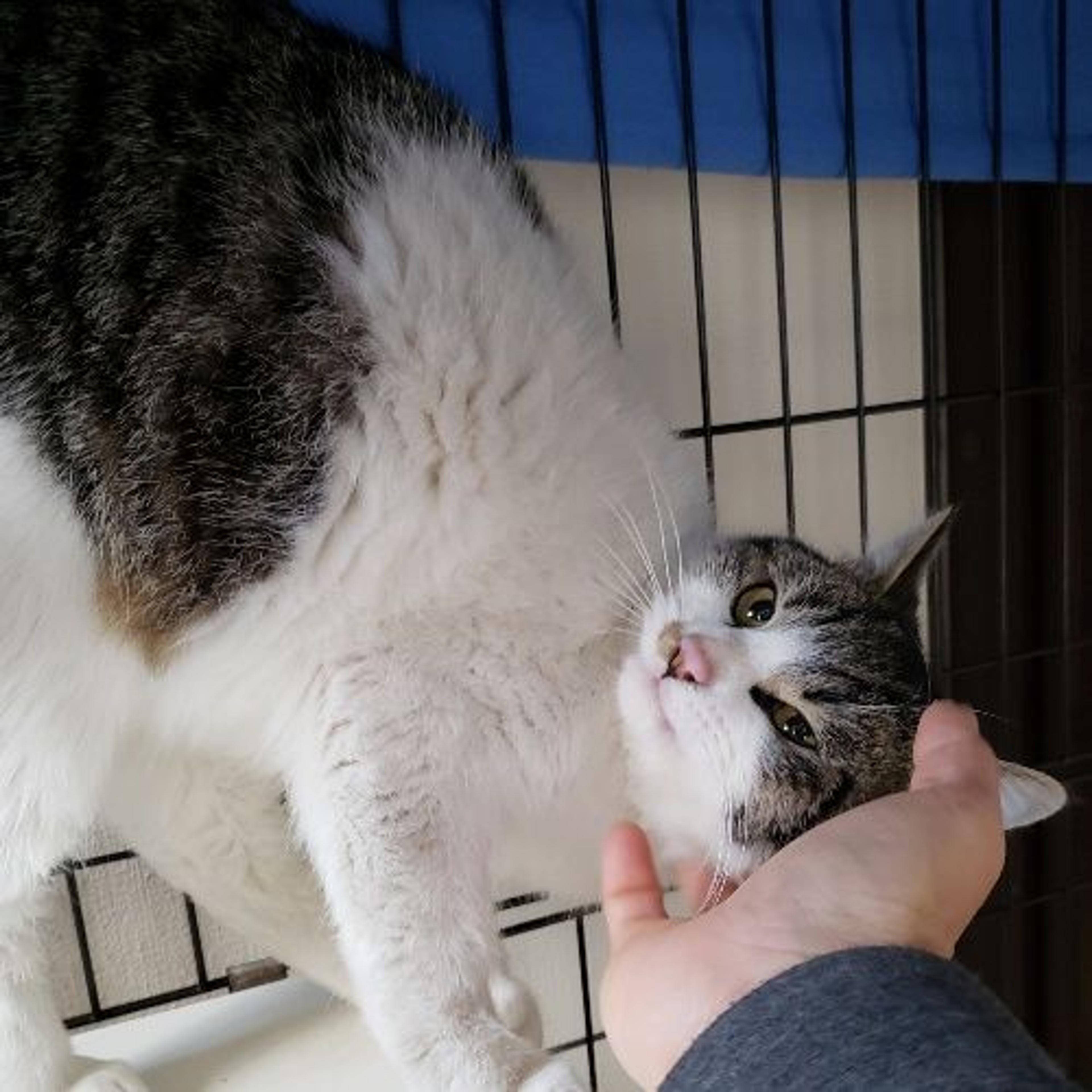 pet-image-2